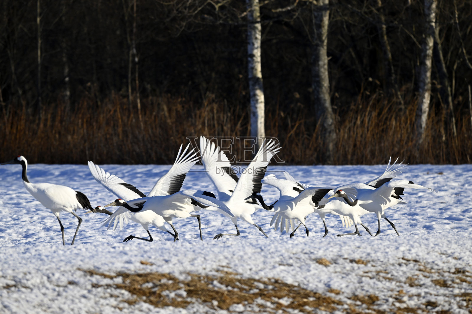 日本北海道钏路的丹顶鹤照片摄影图片