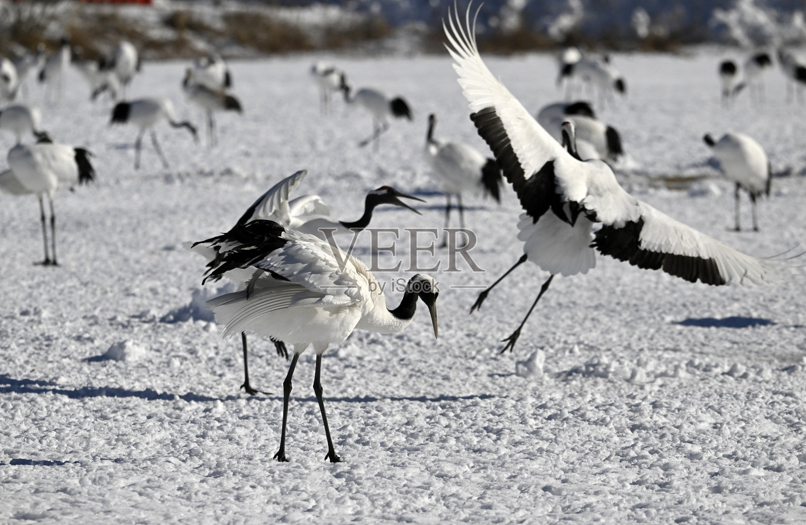 日本北海道钏路的丹顶鹤照片摄影图片