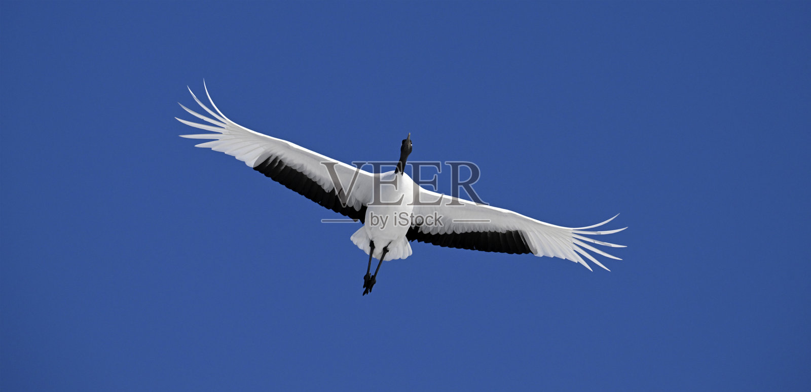 日本北海道钏路的丹顶鹤照片摄影图片