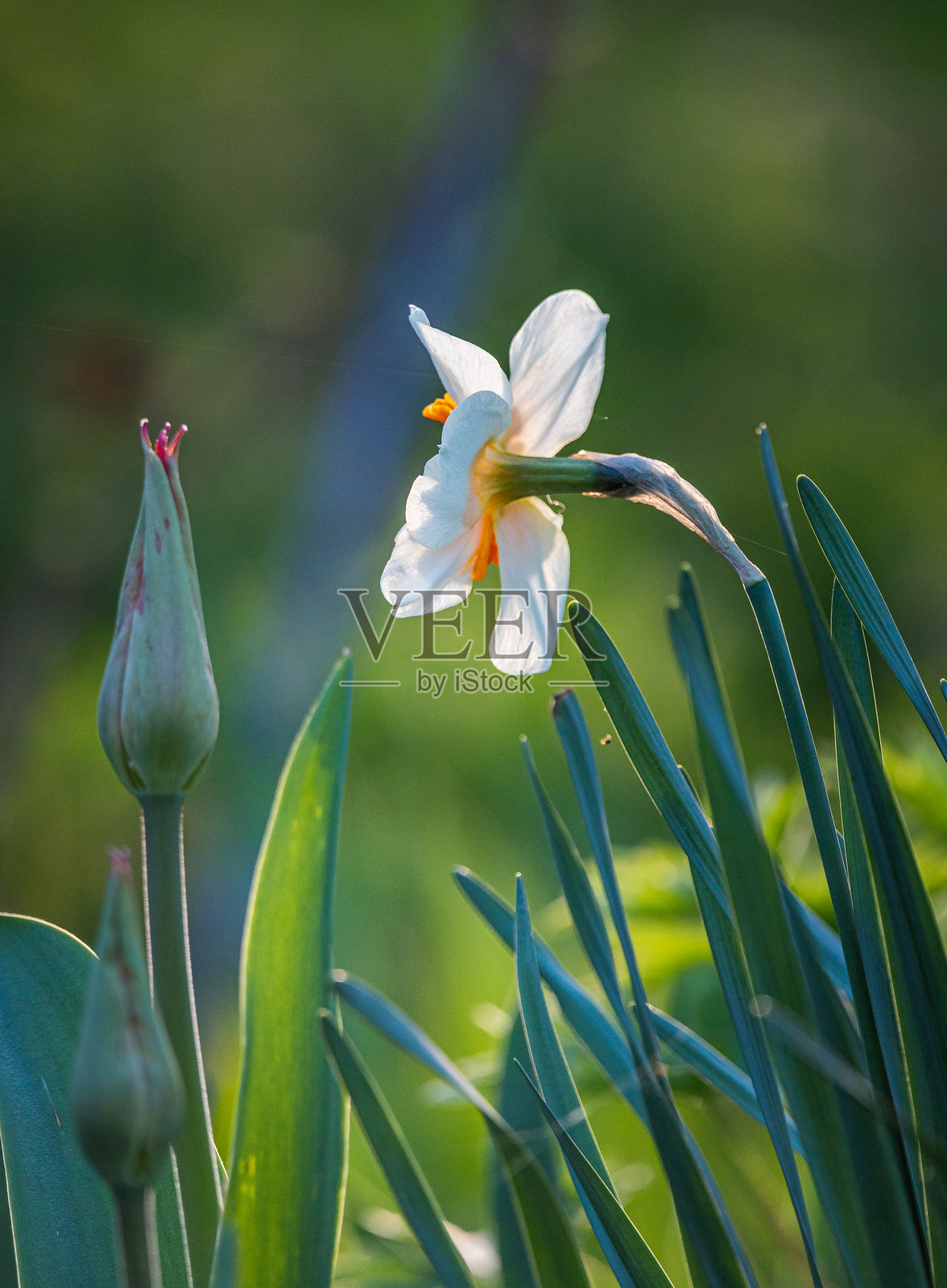 水仙花照片摄影图片