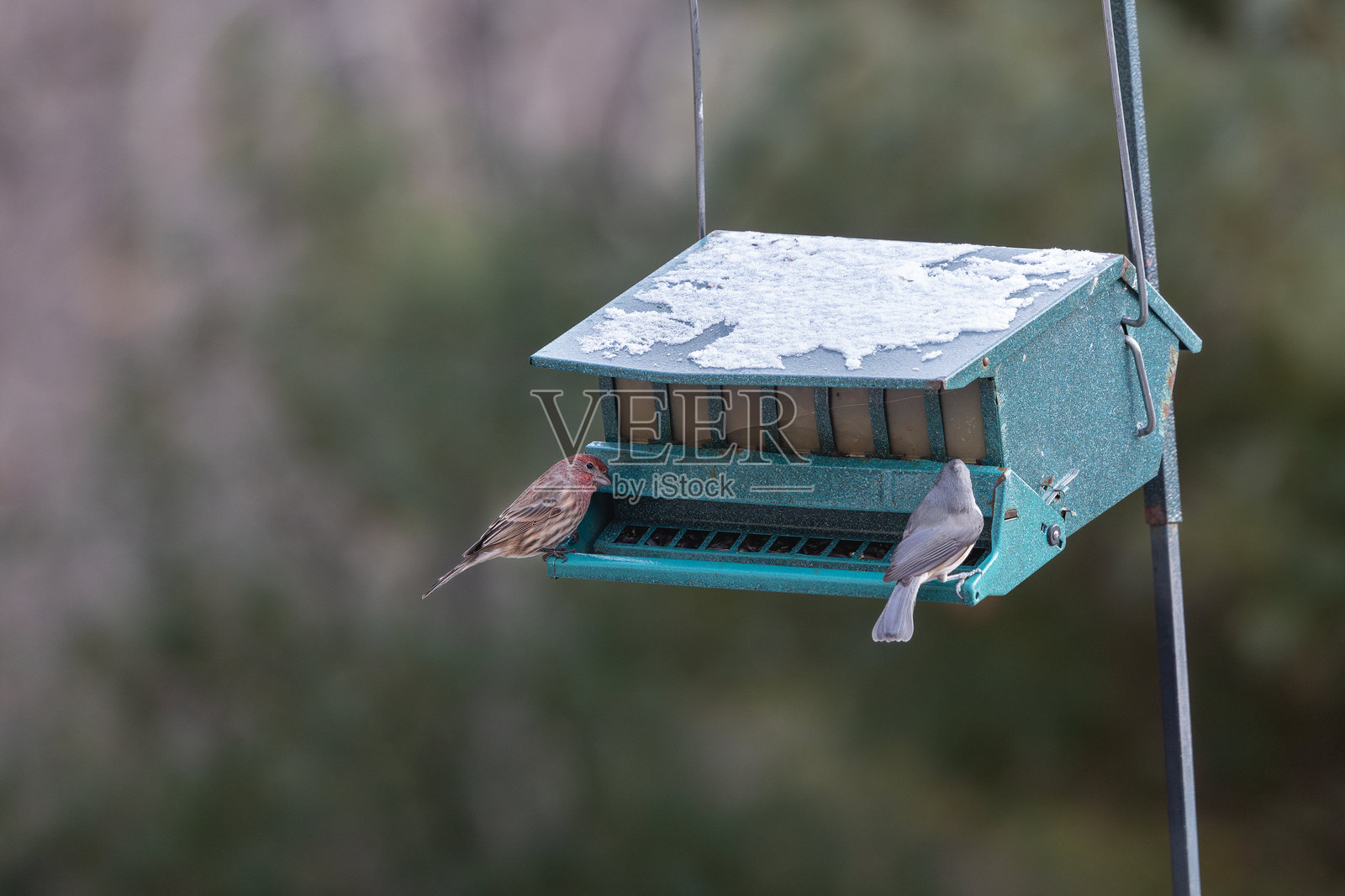屋雀和冠顶山雀坐在鸟食器上照片摄影图片