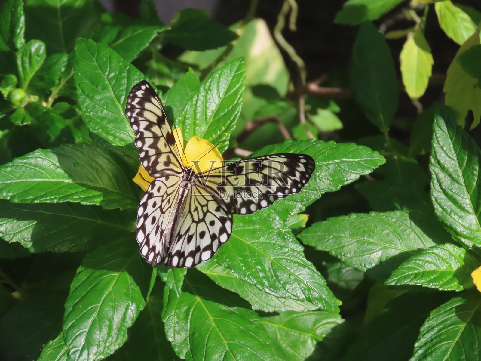 大树凤蝶 (Idea Leuconoe)照片摄影图片