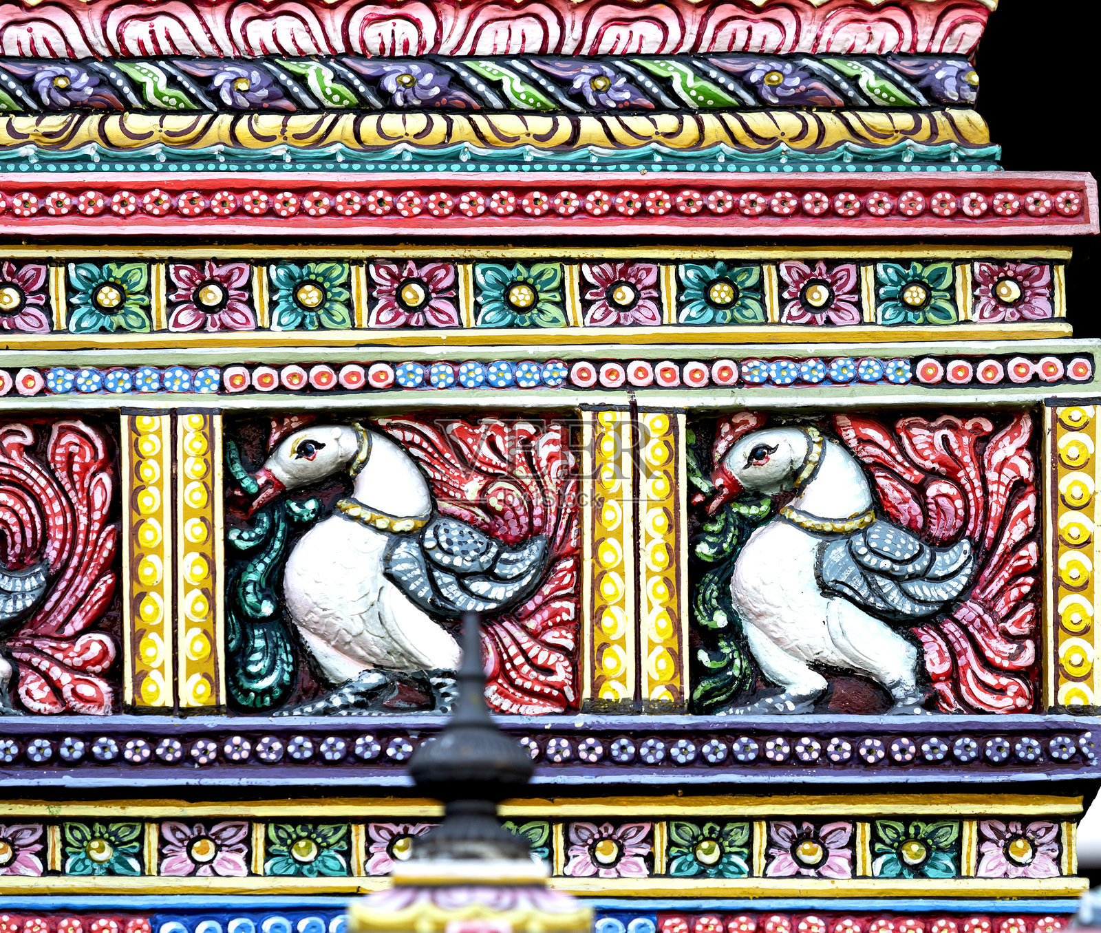 两只鹅用嘴叼着公羊照片摄影图片