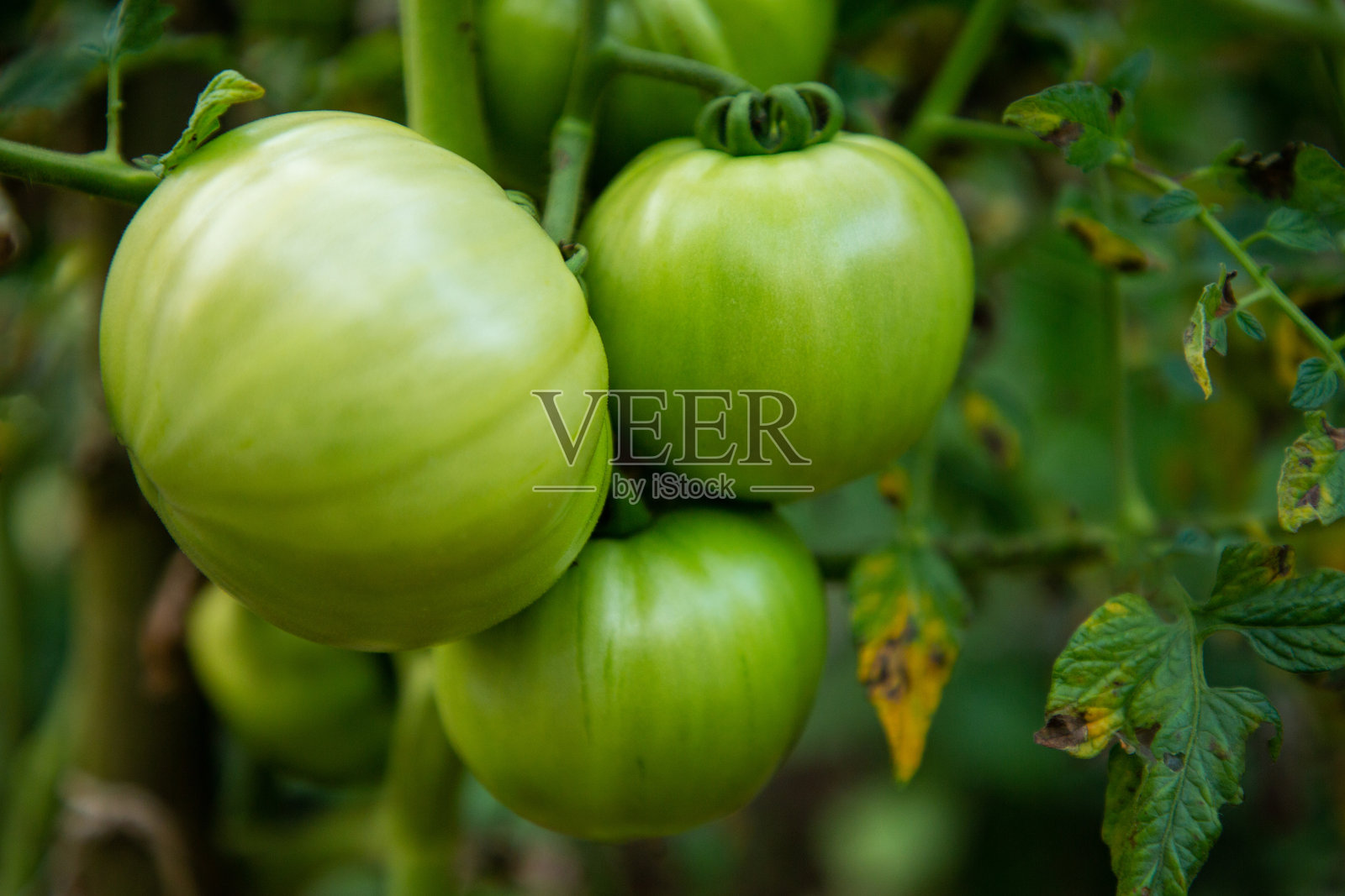 有机绿色番茄自然生长 - 非转基因和环保照片摄影图片
