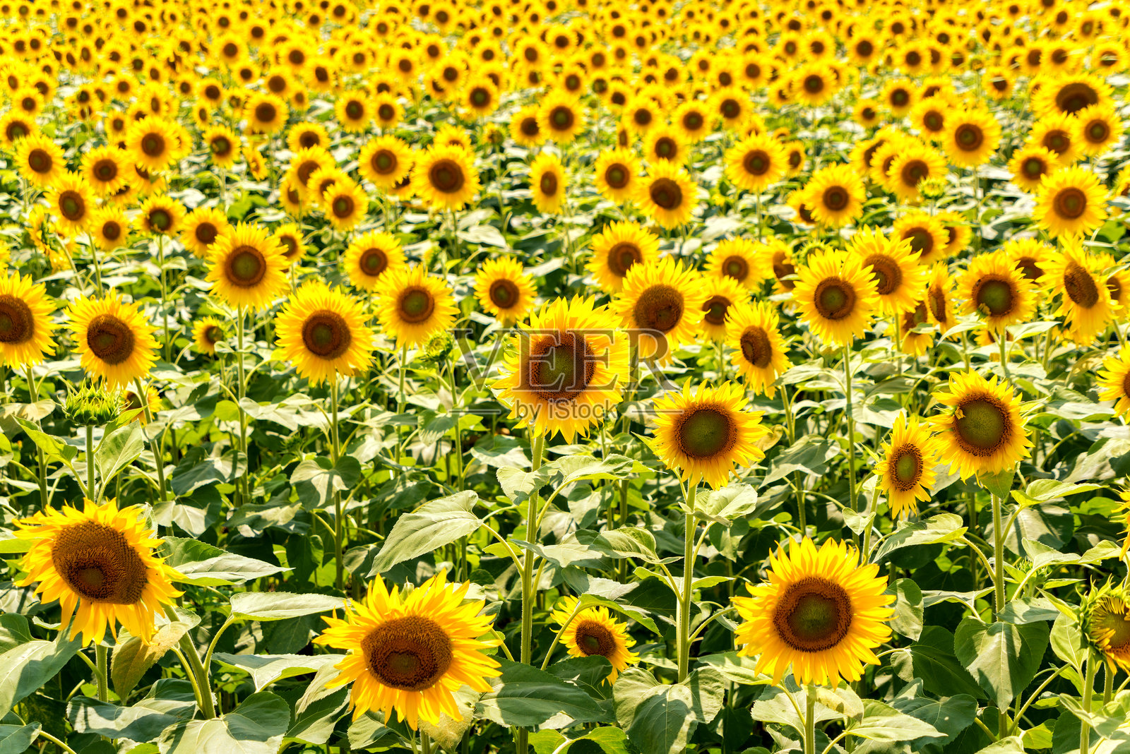 向日葵田照片摄影图片