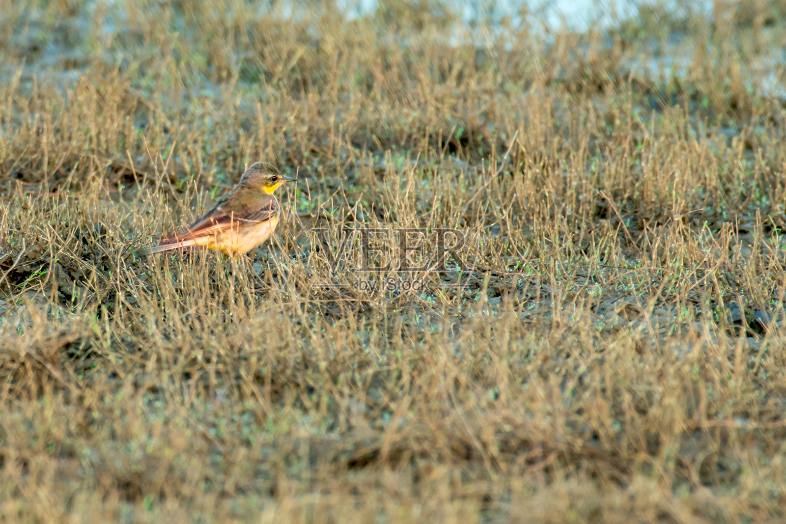 西方黄鹡鸰照片摄影图片