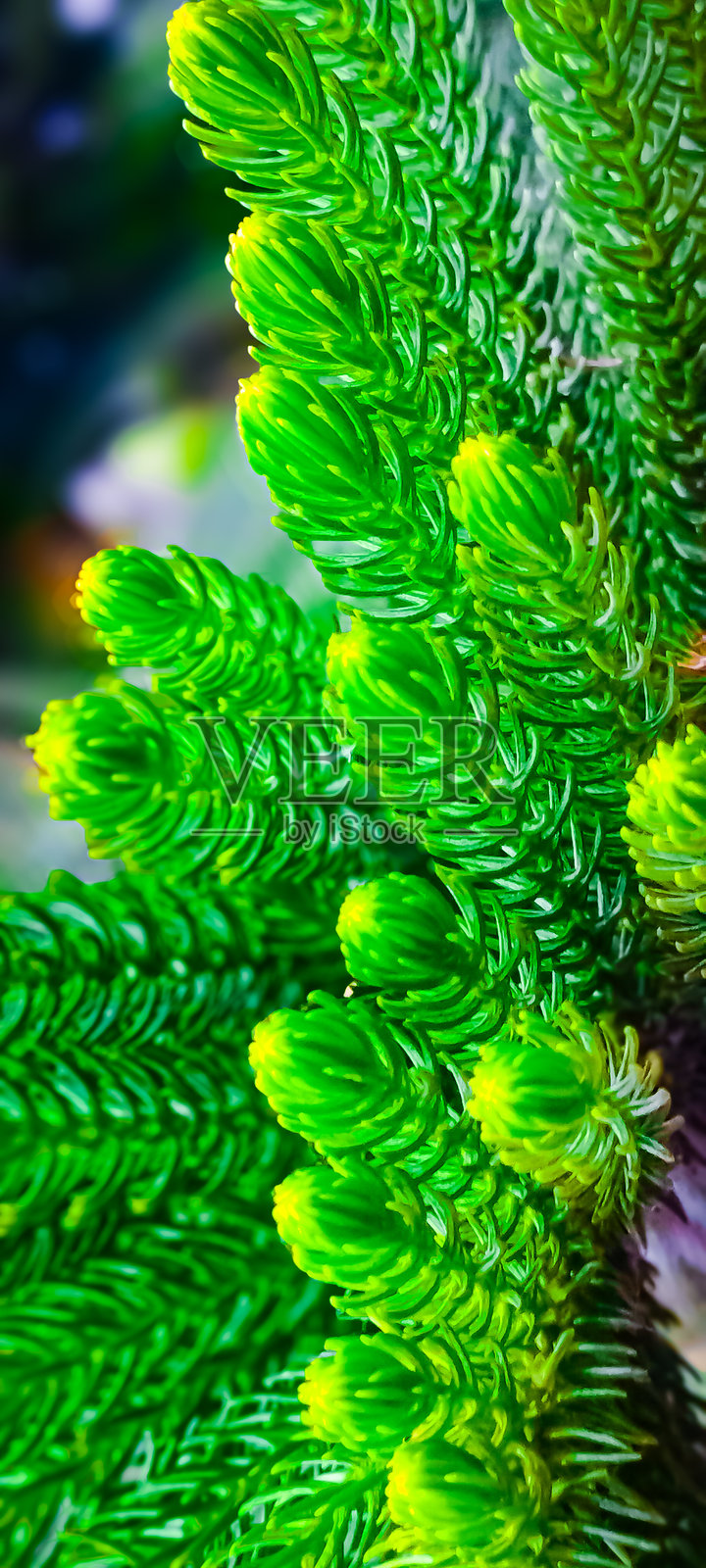 近距离拍摄的松树叶子看起来美丽而对称。照片摄影图片