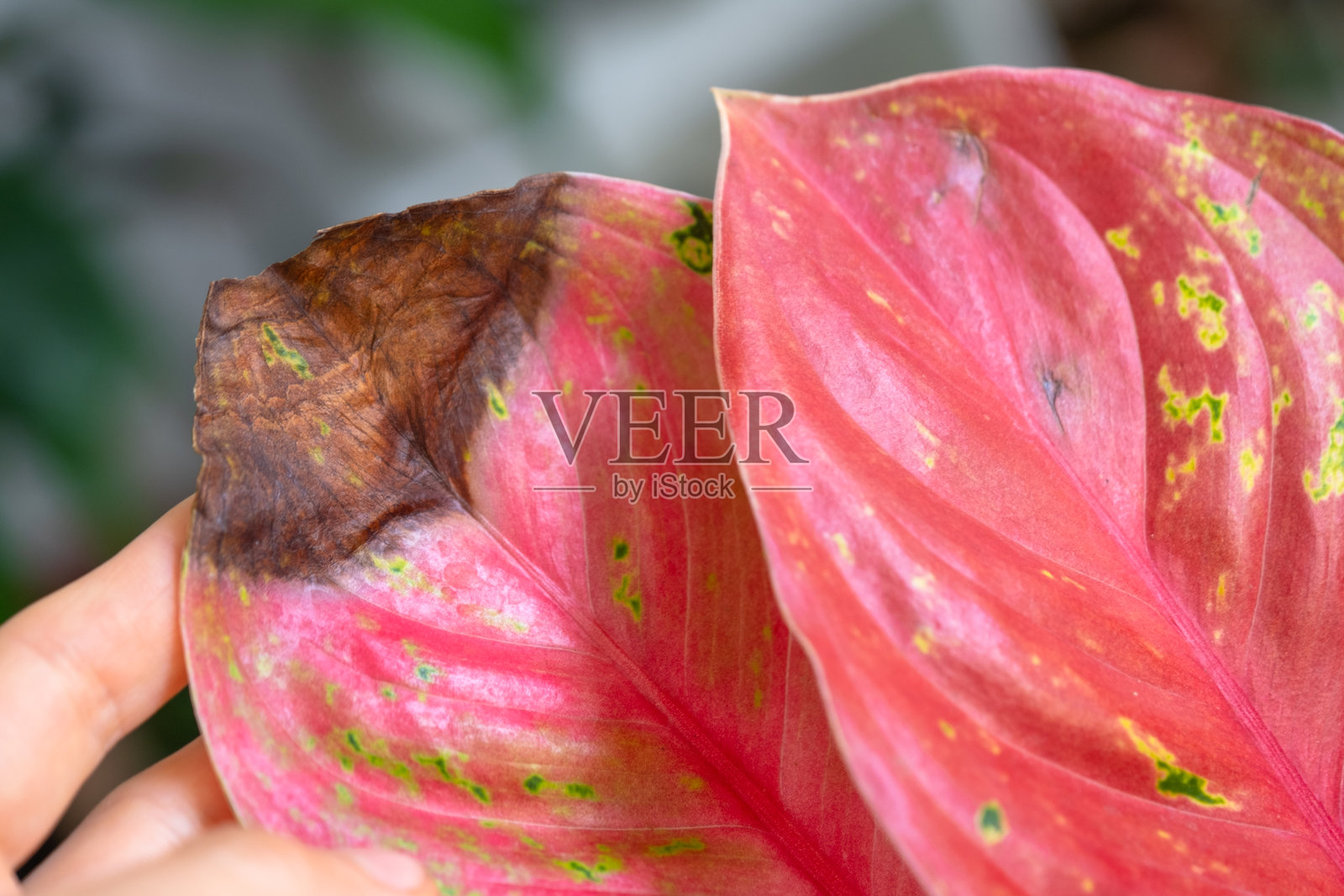 红叶白掌的栽培问题 - 叶子受到黑腐病影响,植物溢出,根部腐烂照片摄影图片