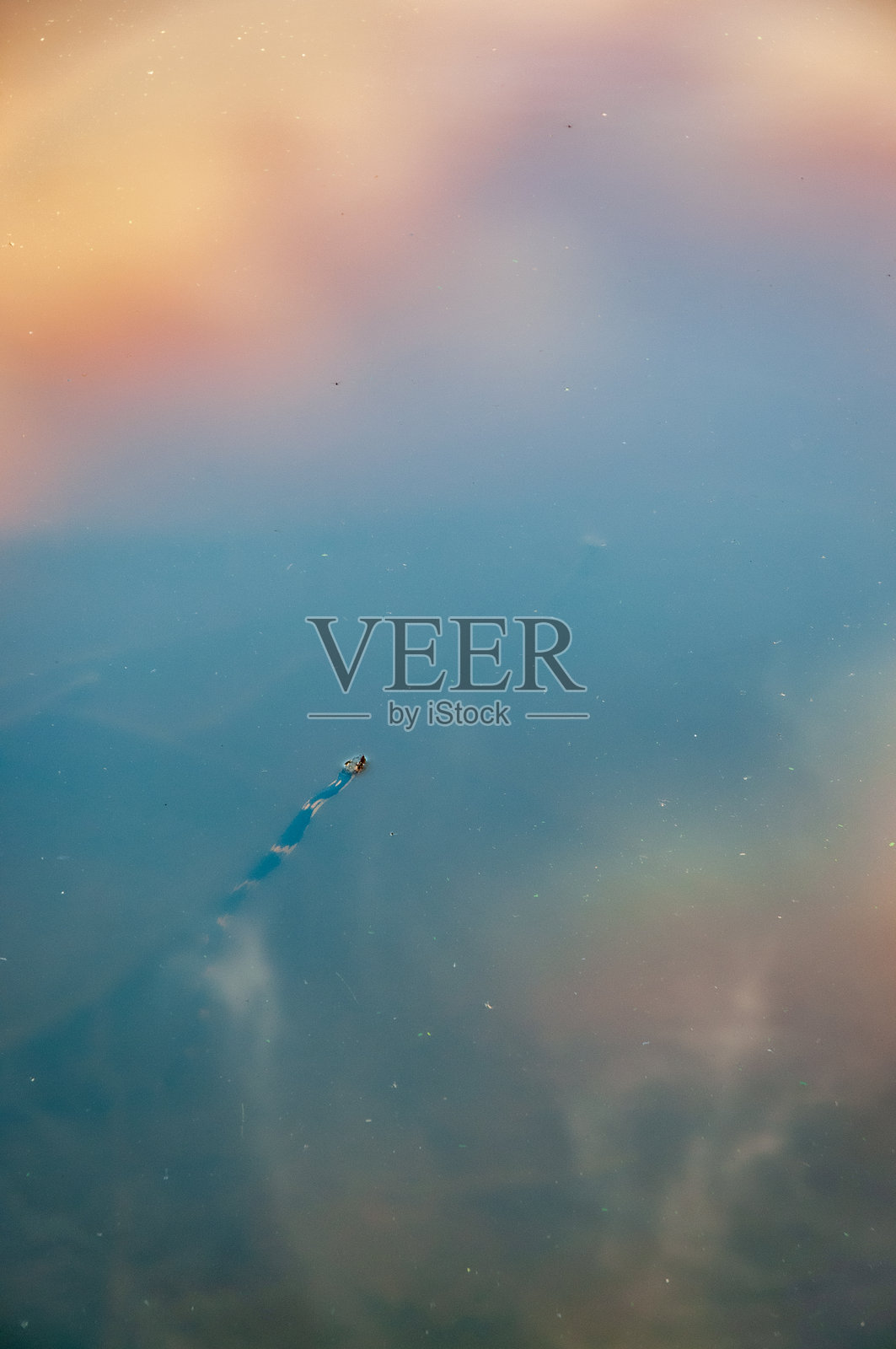 密西西比州勒罗伊·珀西州立公园的阴 cloudy 沼泽水照片摄影图片