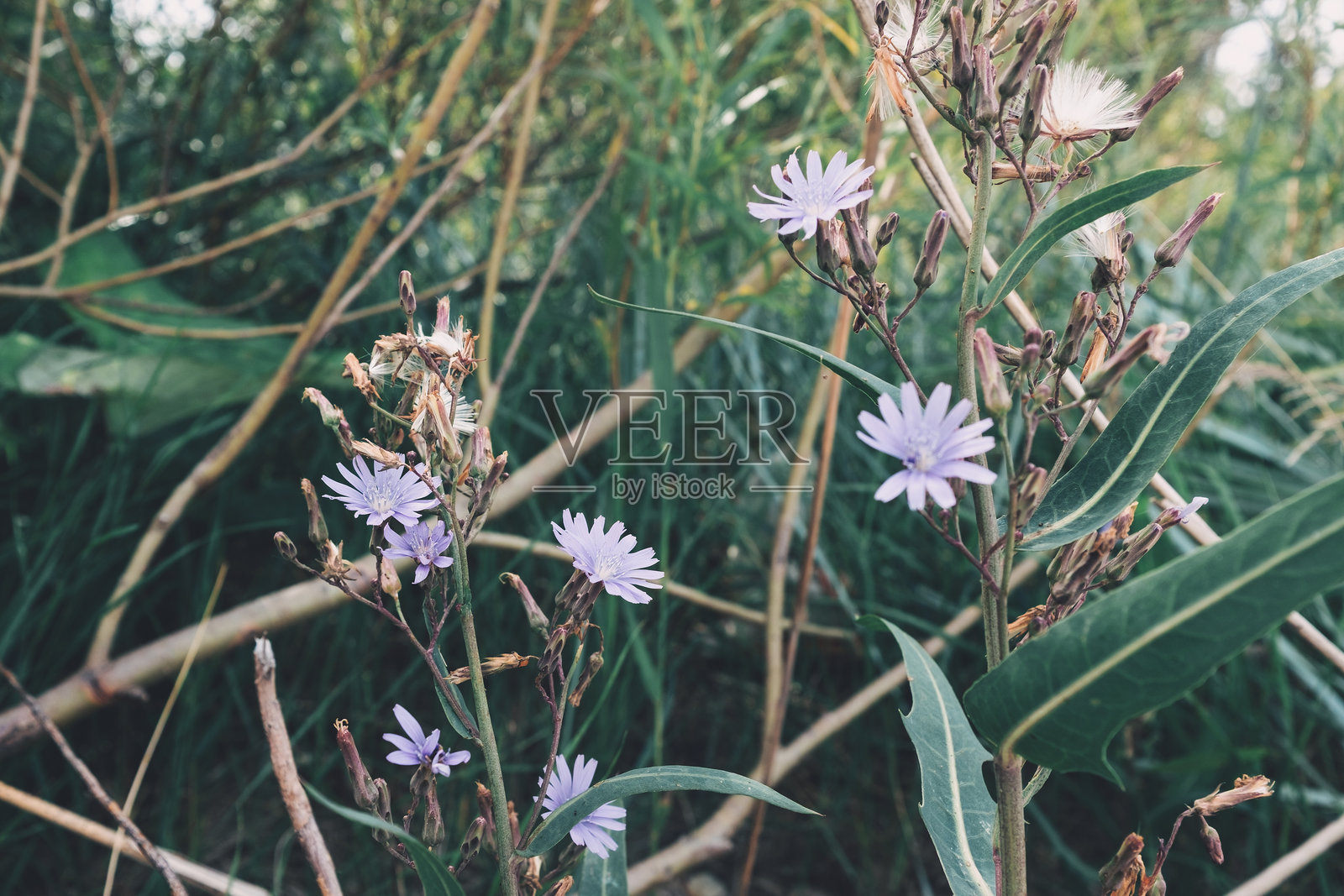 茂密灌木丛中盛开的精致野花照片摄影图片