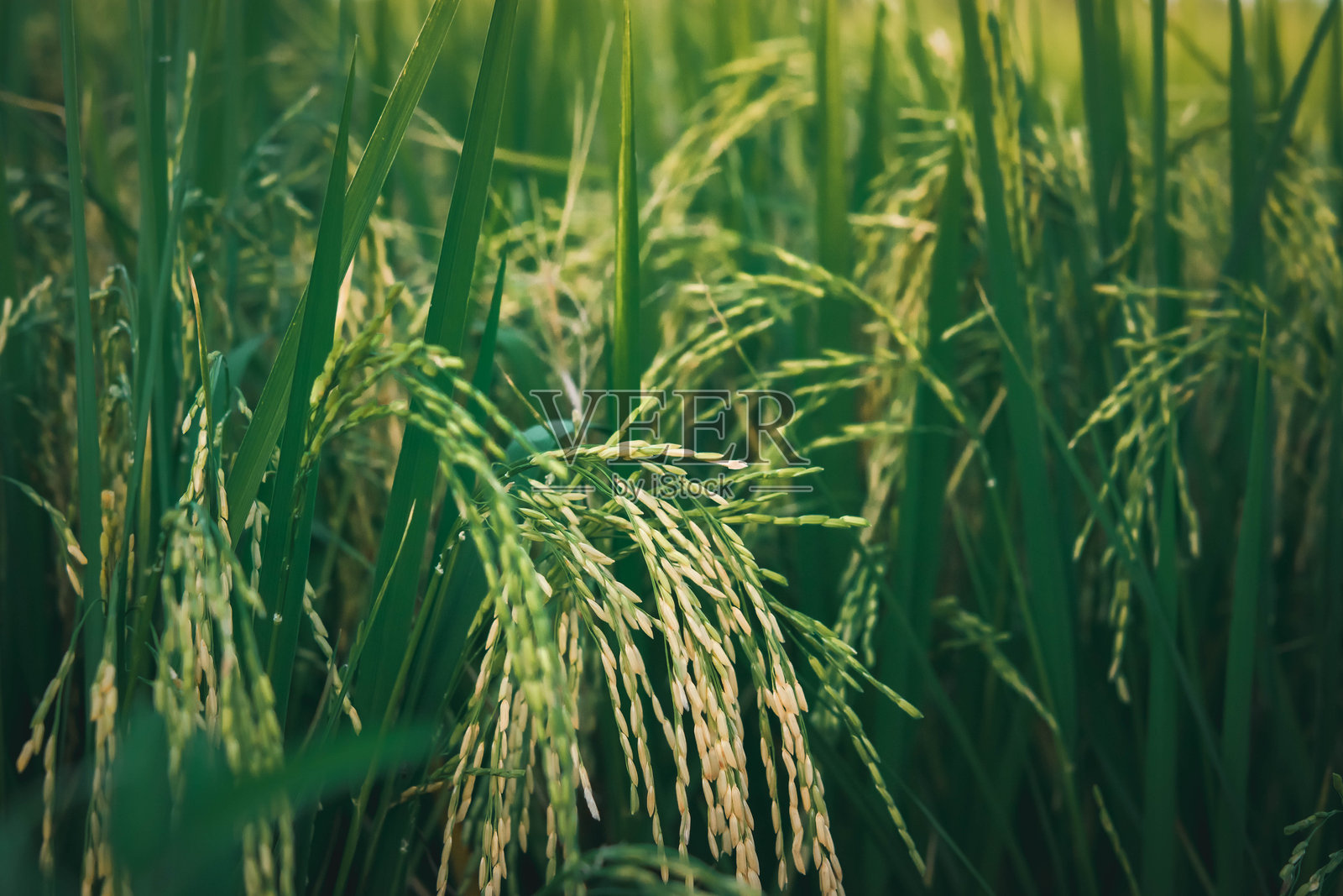 稻田的自然风光照片摄影图片