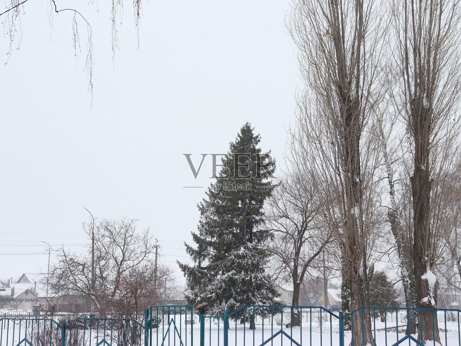 冬日里的树照片摄影图片