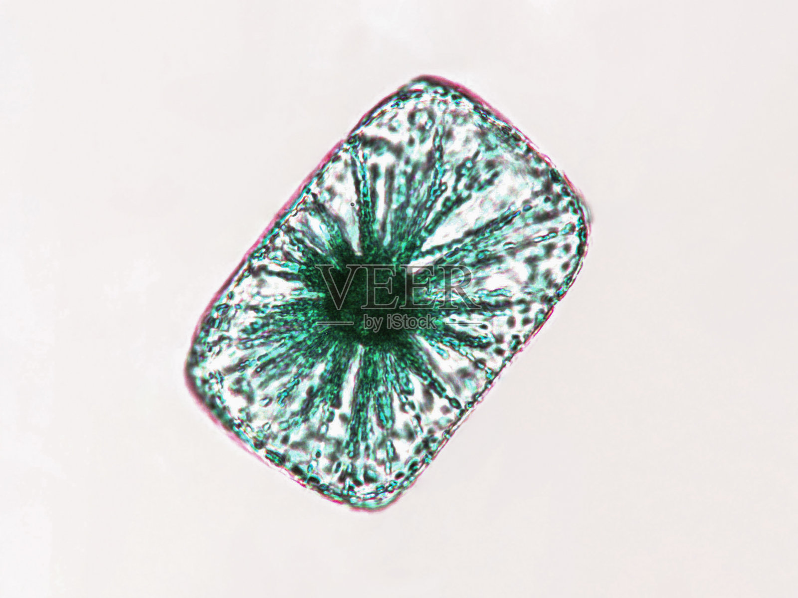 益生菌,乳酸菌。藻类,细菌和微生物。微观益生菌,细菌群落照片摄影图片