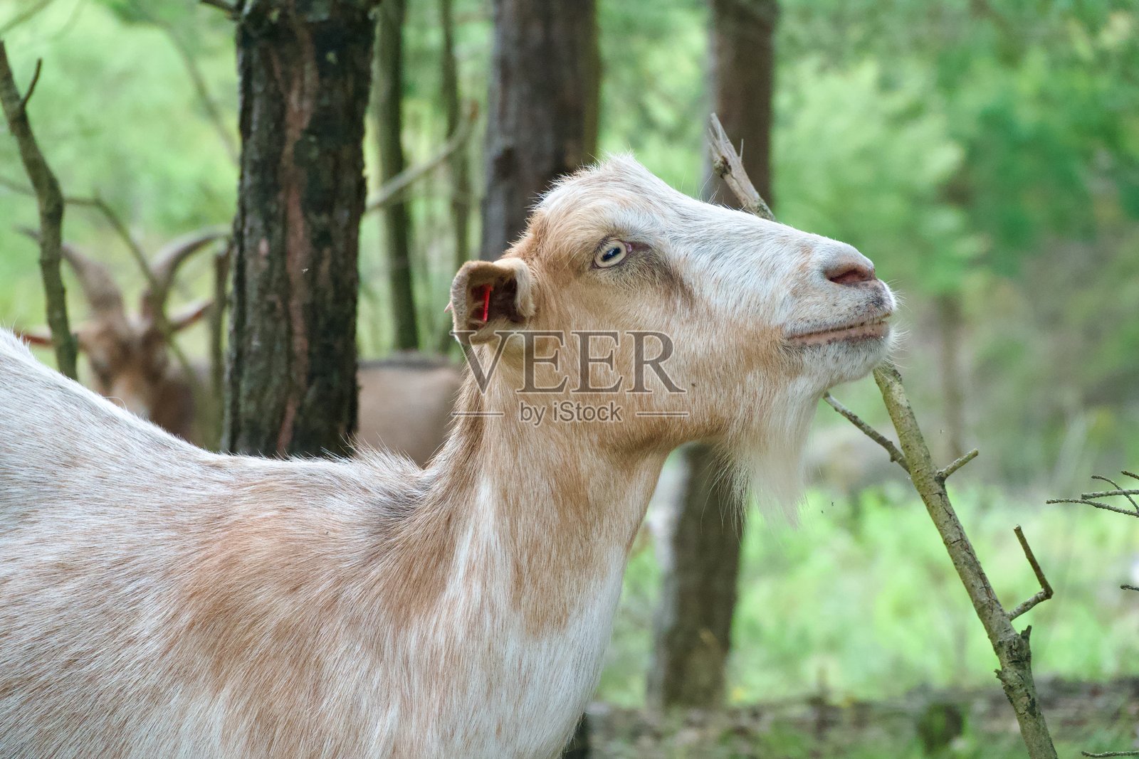 山羊特写照片摄影图片