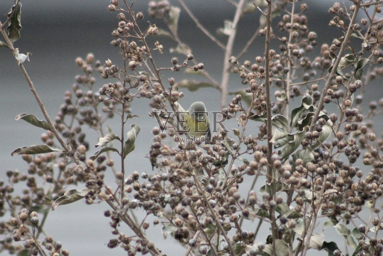 纳什维尔鹟照片摄影图片