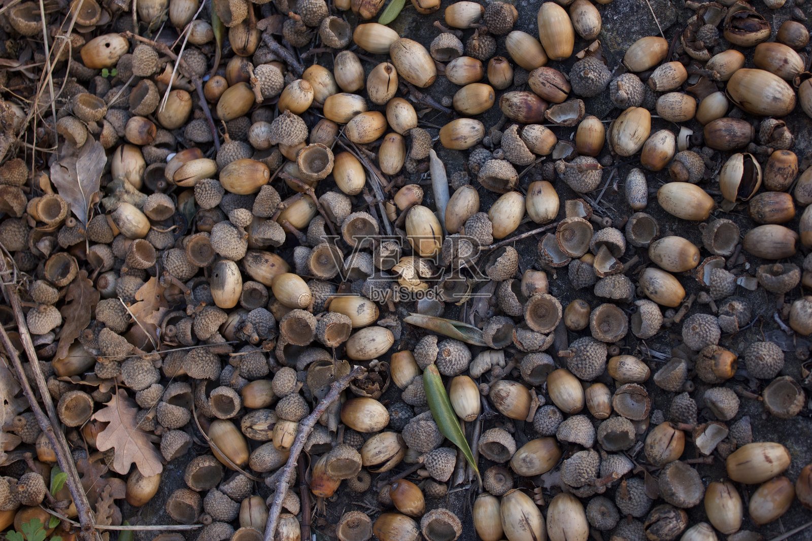 地面上覆盖着干燥的掉落橡果照片摄影图片