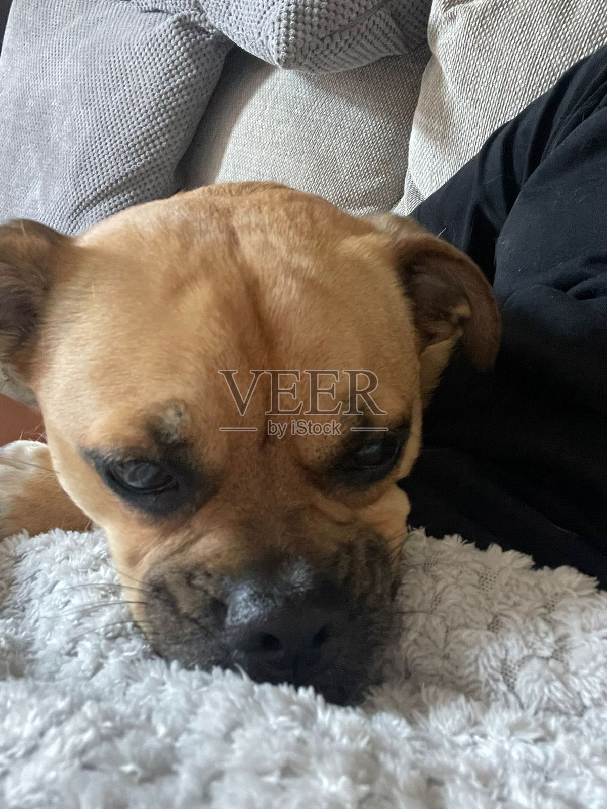 小狗照片摄影图片