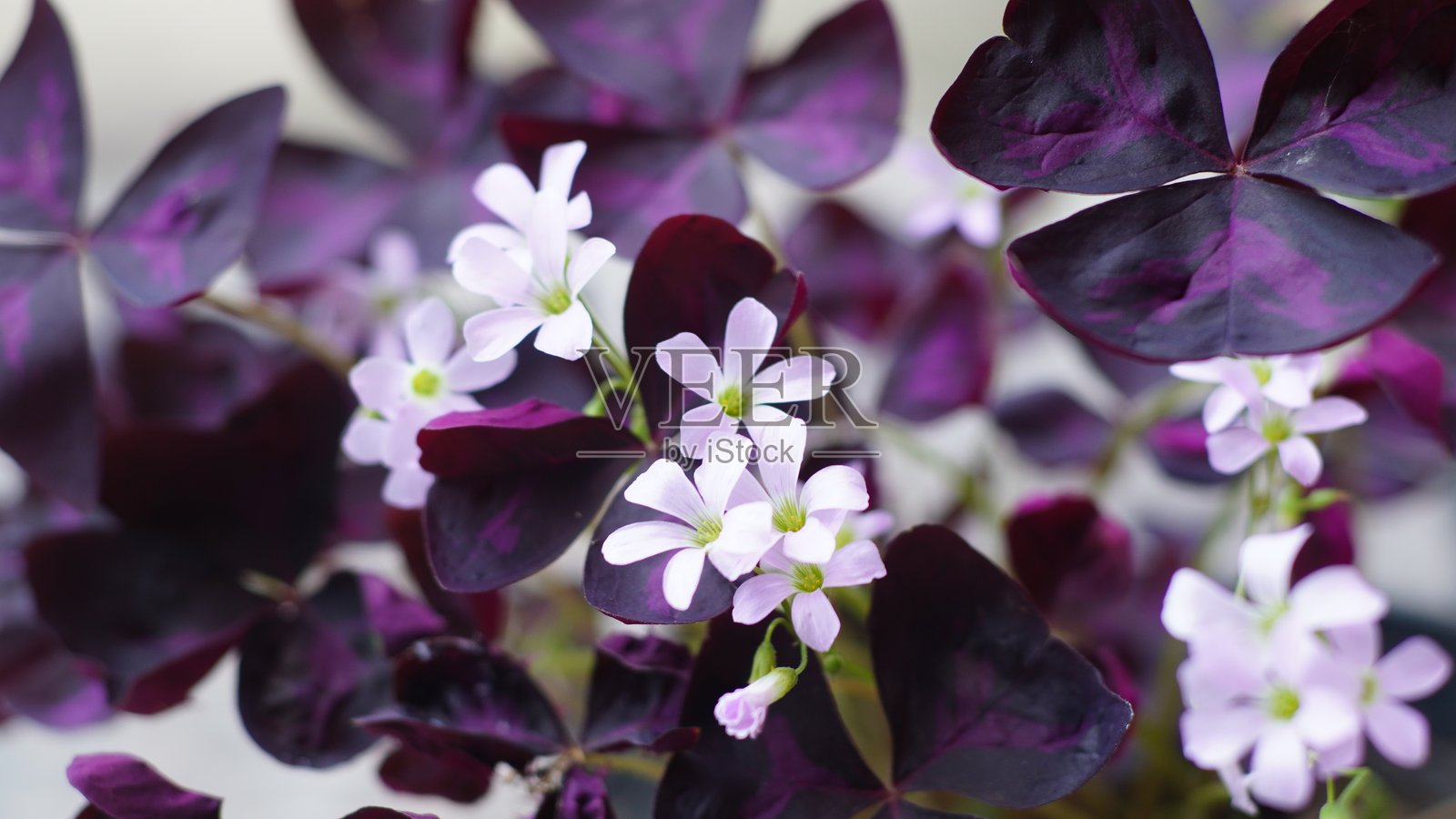 鲜艳的假三叶草花序照片摄影图片