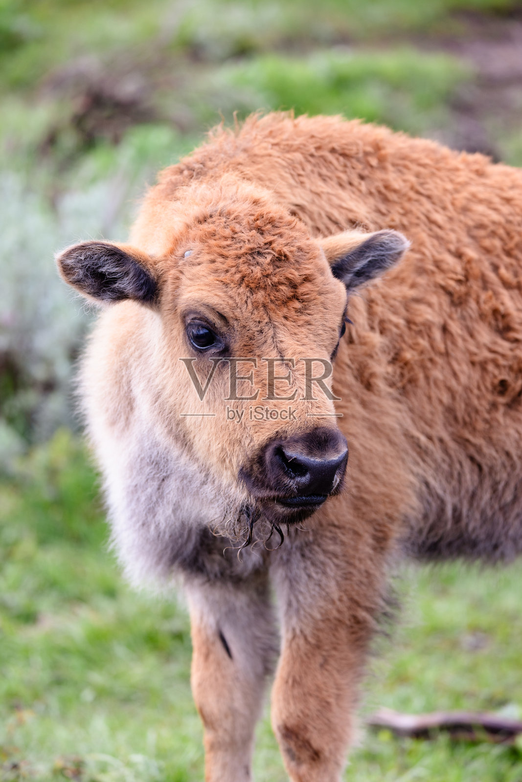 小野牛照片摄影图片