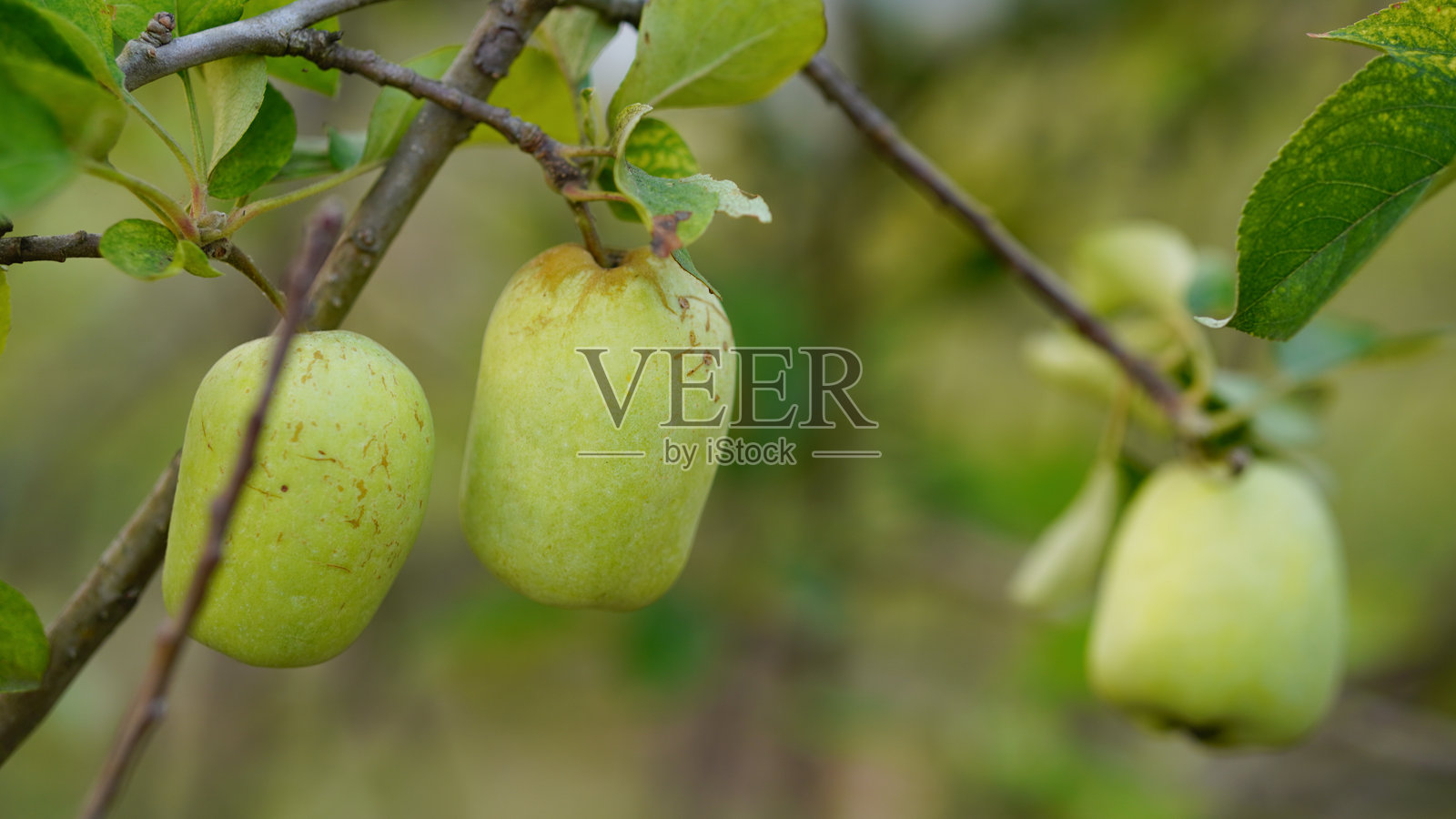 树上的成熟绿色苹果。泰国种植的苹果。照片摄影图片