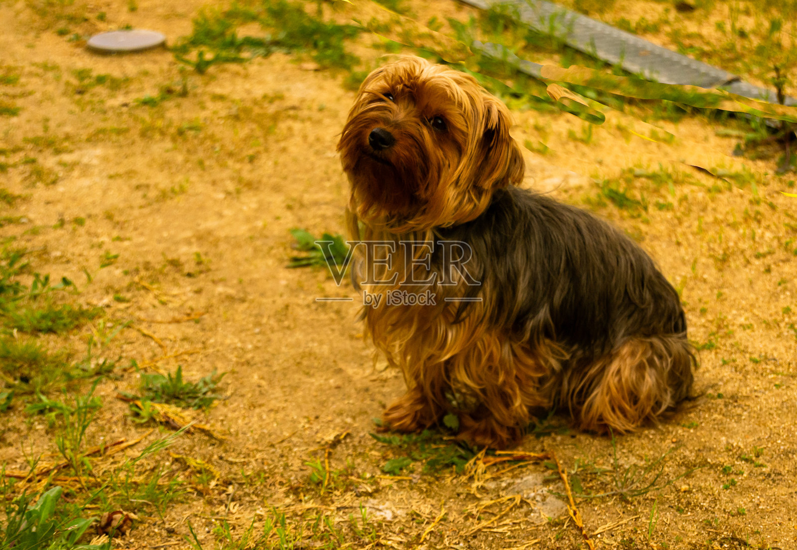花园里的约克夏犬。照片摄影图片