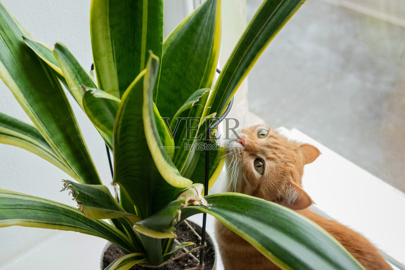 姜猫咬伤并损坏蛇植物的叶子。被猫损坏的室内植物。猫与室内植物。照片摄影图片