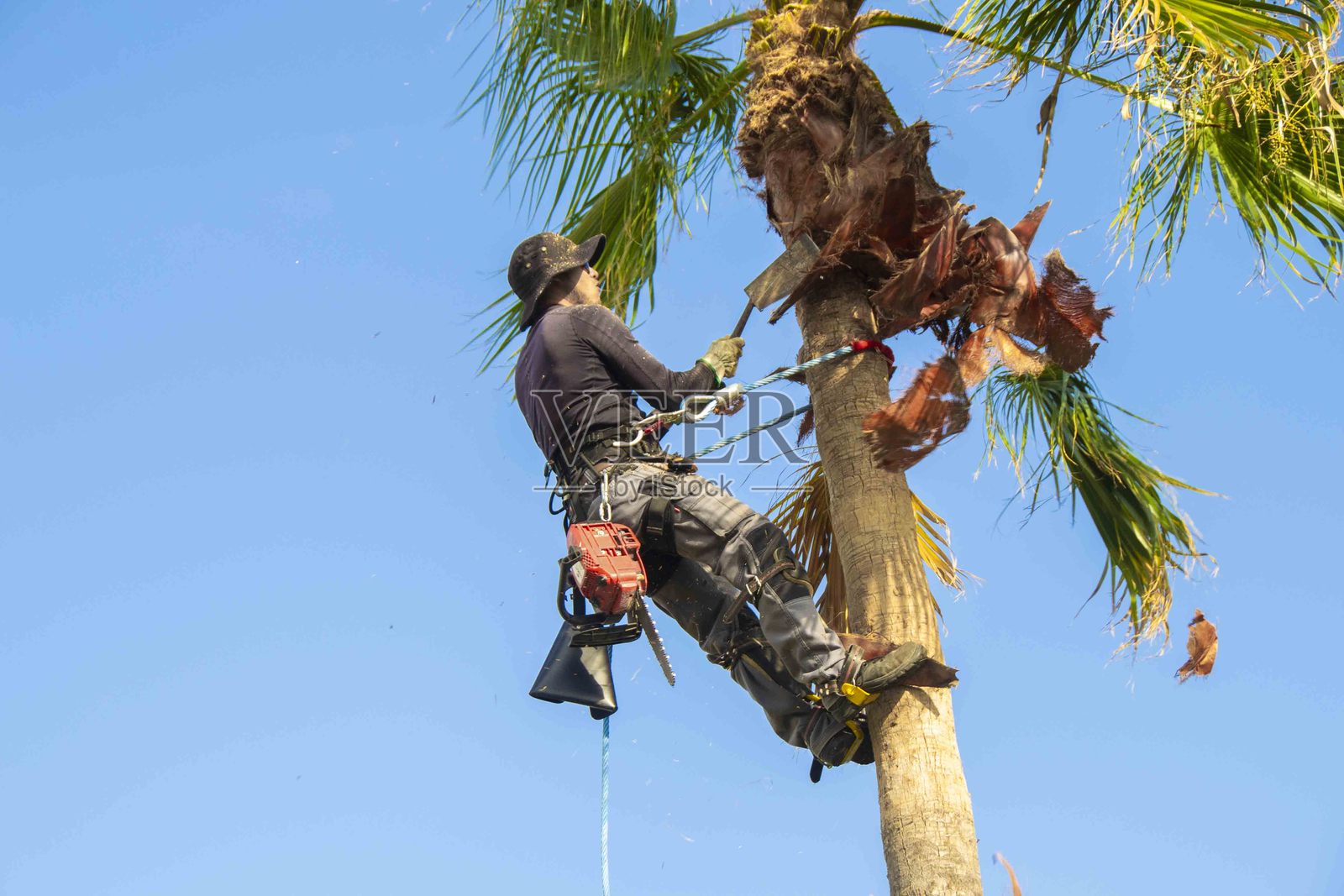 拉丁裔男子在清洁棕榈树树干照片摄影图片