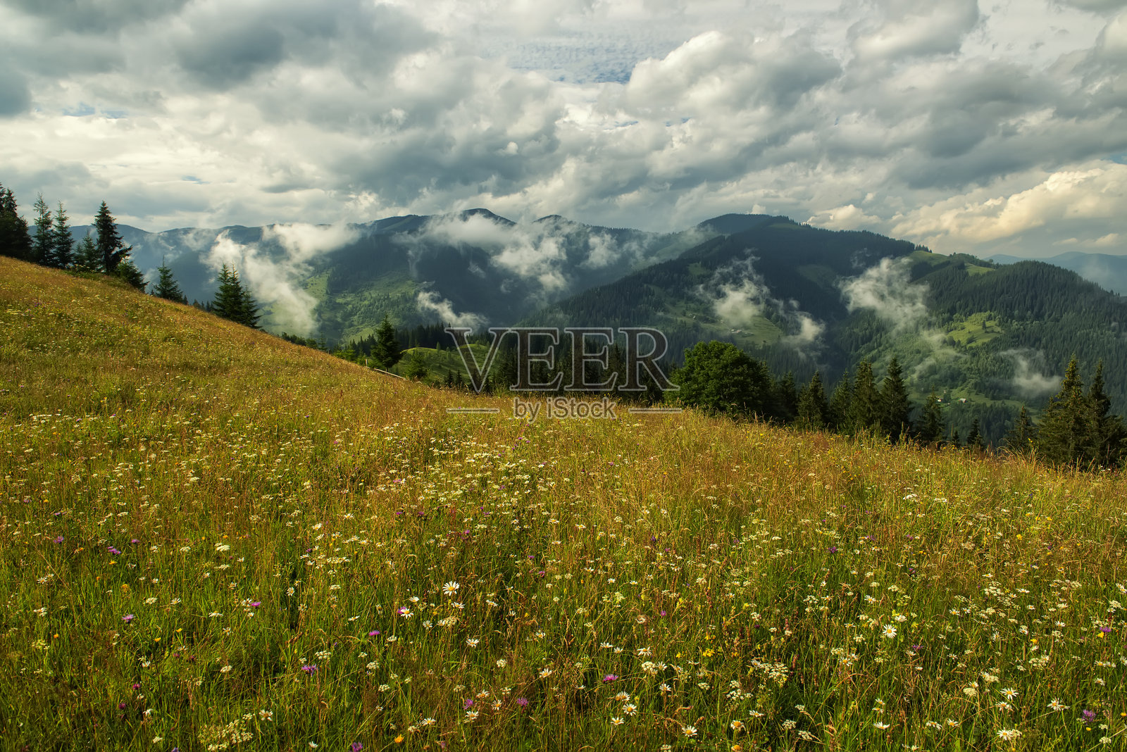 夏季山间开满花朵的草地风景。照片摄影图片