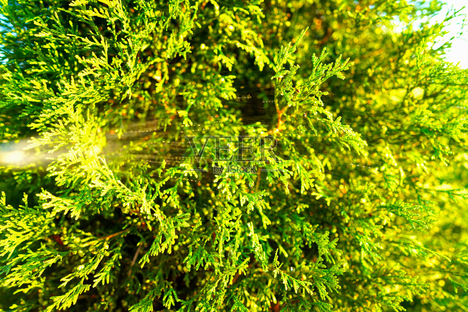 在花园里给树浇水。给一棵西方雪松浇水。给圆柏浇水。照片摄影图片