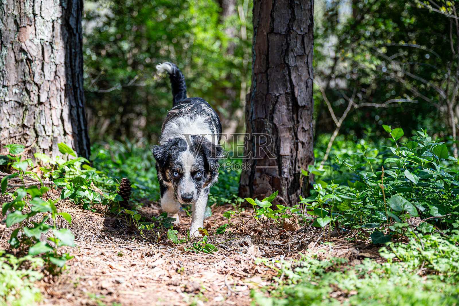 迷你澳大利亚牧羊犬照片摄影图片