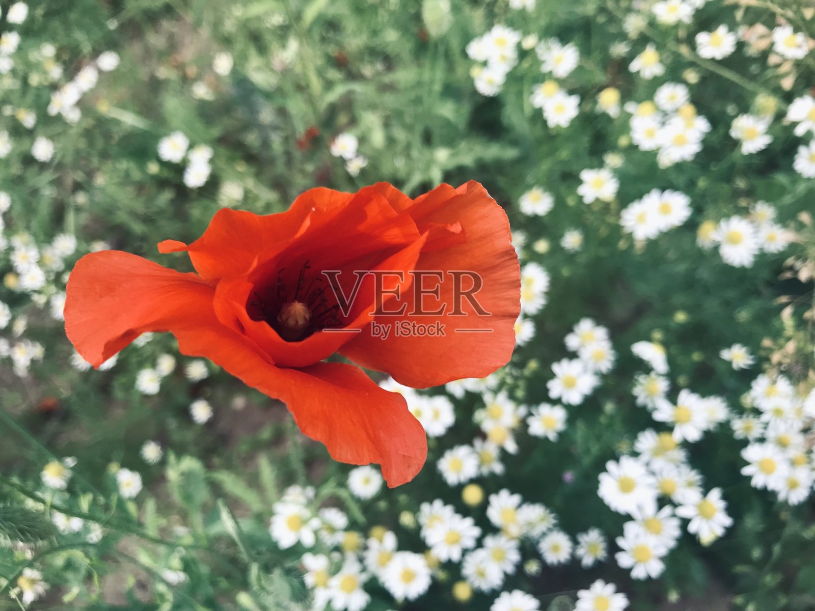 特写选择性聚焦于一朵鲜艳的红色虞美人花,周围散落着小白雏菊,背景是郁郁葱葱的野草和柔和的绿色土壤。照片摄影图片