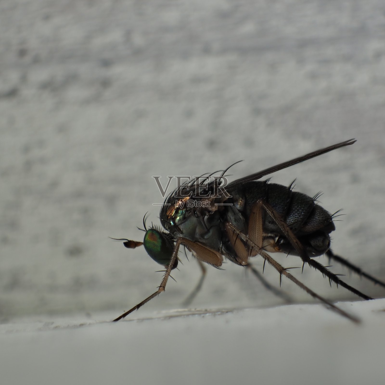 常见苍蝇的侧面特写照片摄影图片