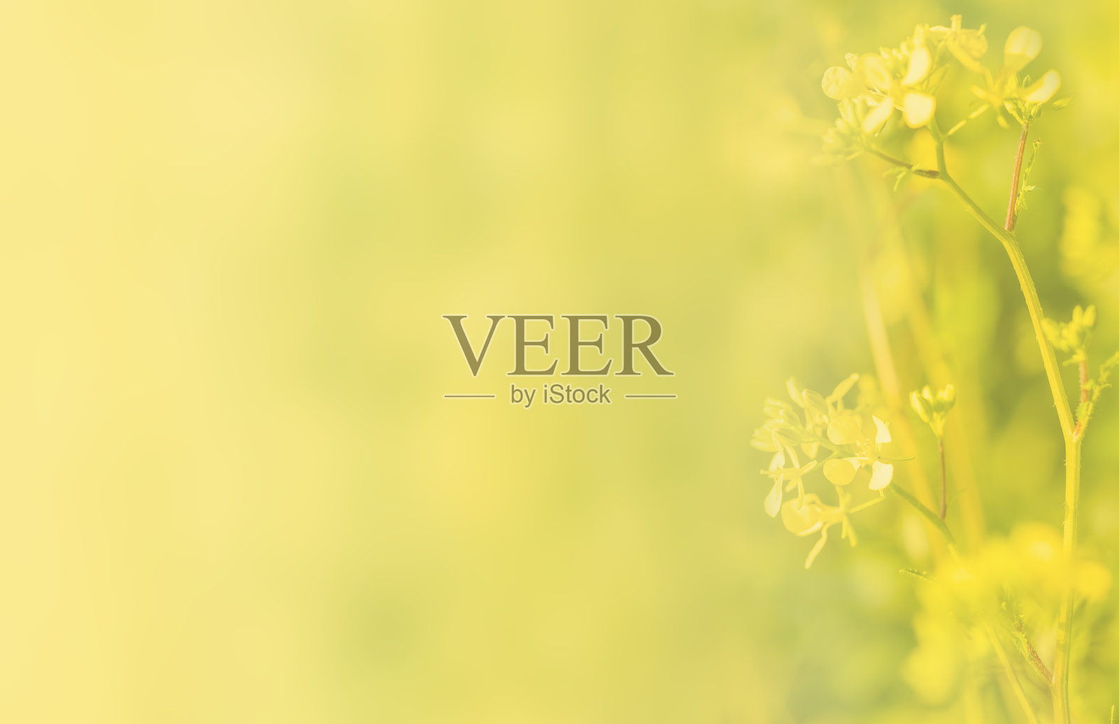 五彩斑斓的绿色和黄色背景,配有油菜花照片摄影图片