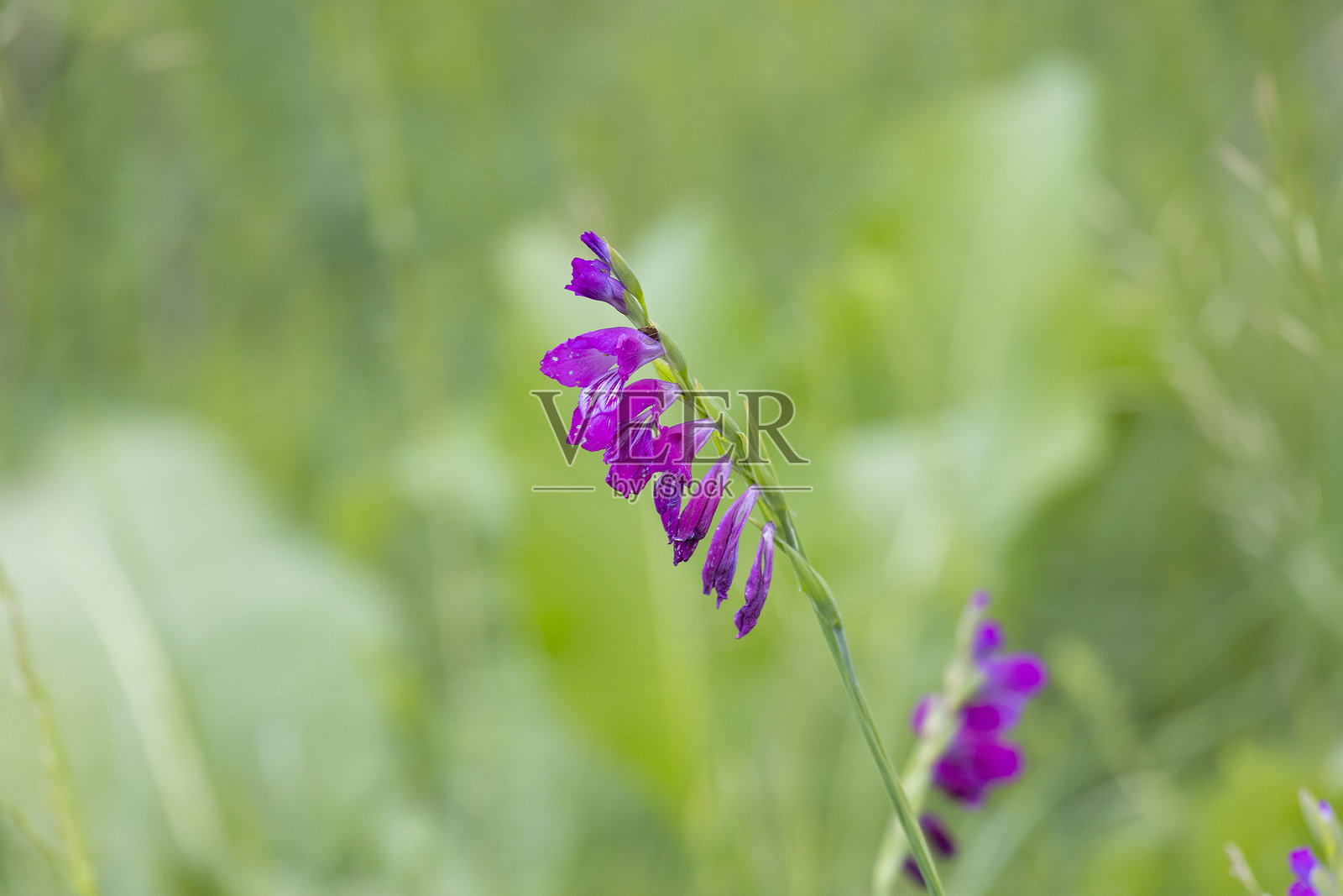 盛开的细叶剑兰在绿色背景上照片摄影图片