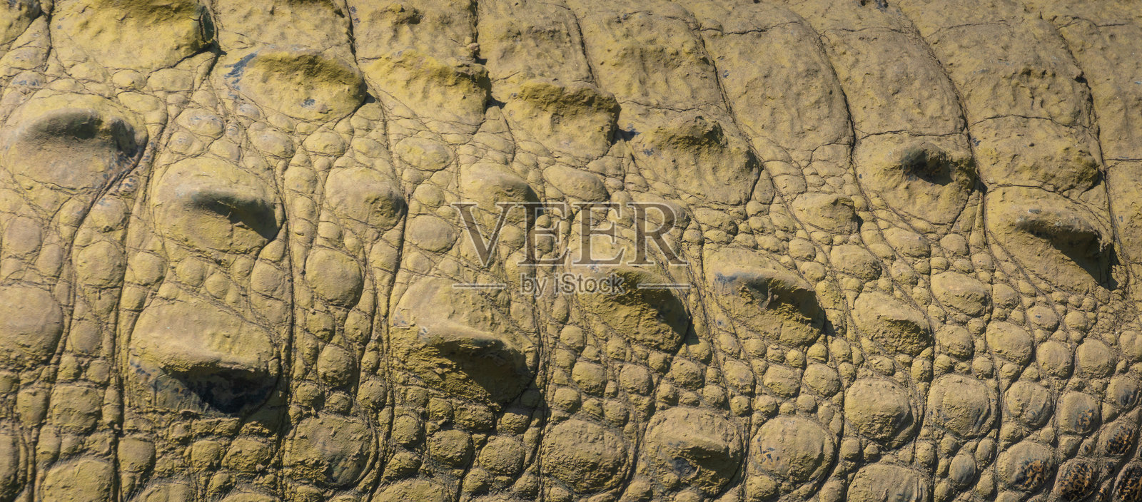 美洲鳄(Crocodylus acutus)皮肤特写,原产于新热带区,位于哥斯达黎加的塔尔科莱斯河。照片摄影图片