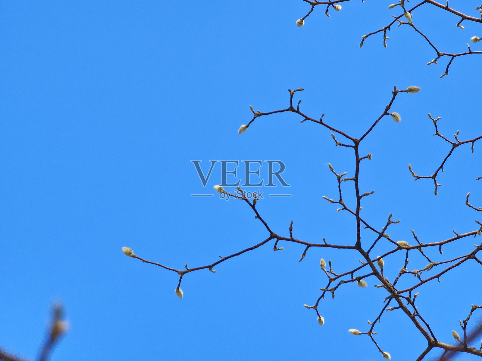 蓝天背景下的玉兰树枝与花蕾 - 拉丁学名:Magnolia soulangeana照片摄影图片