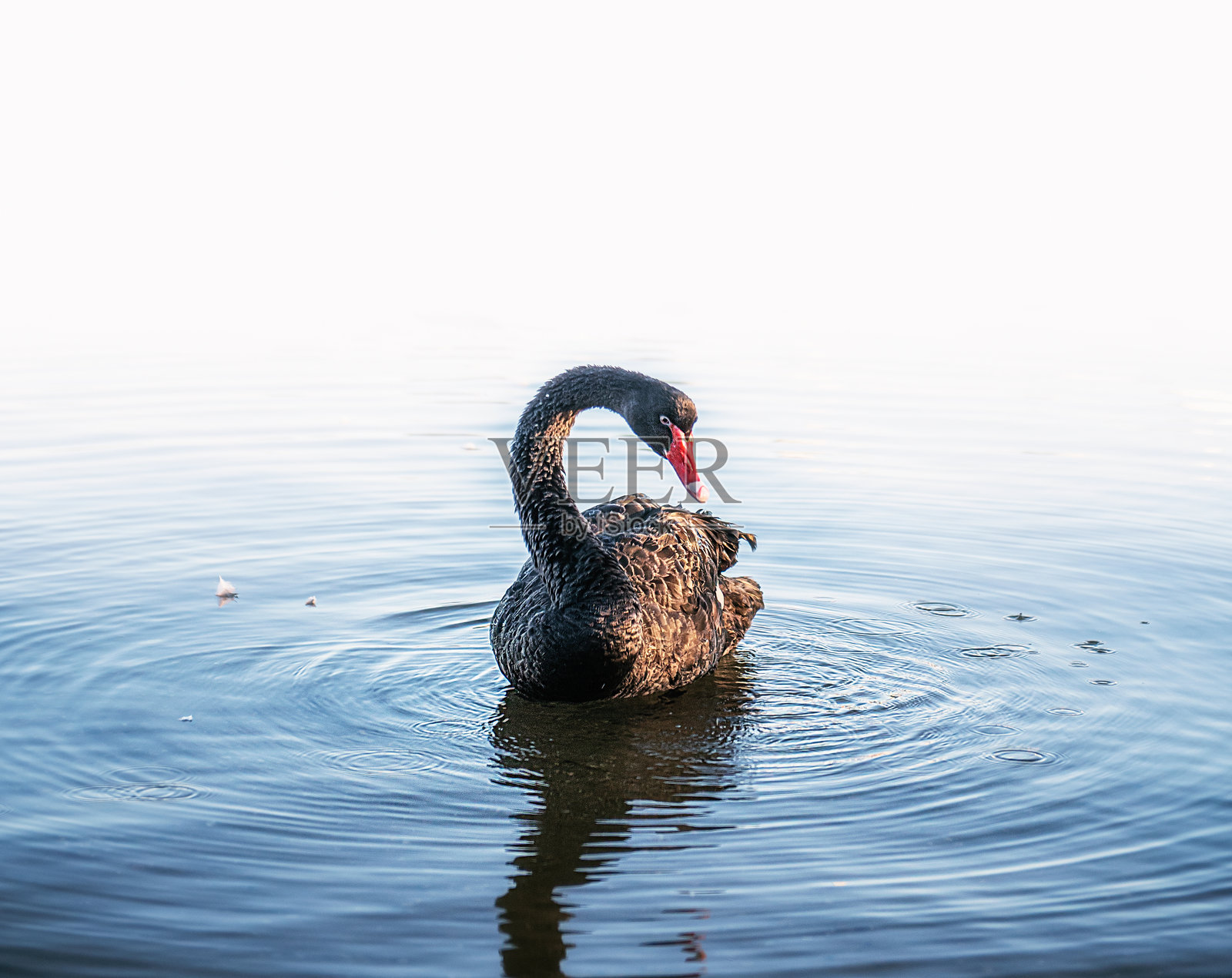 黑天鹅在水中游泳照片摄影图片