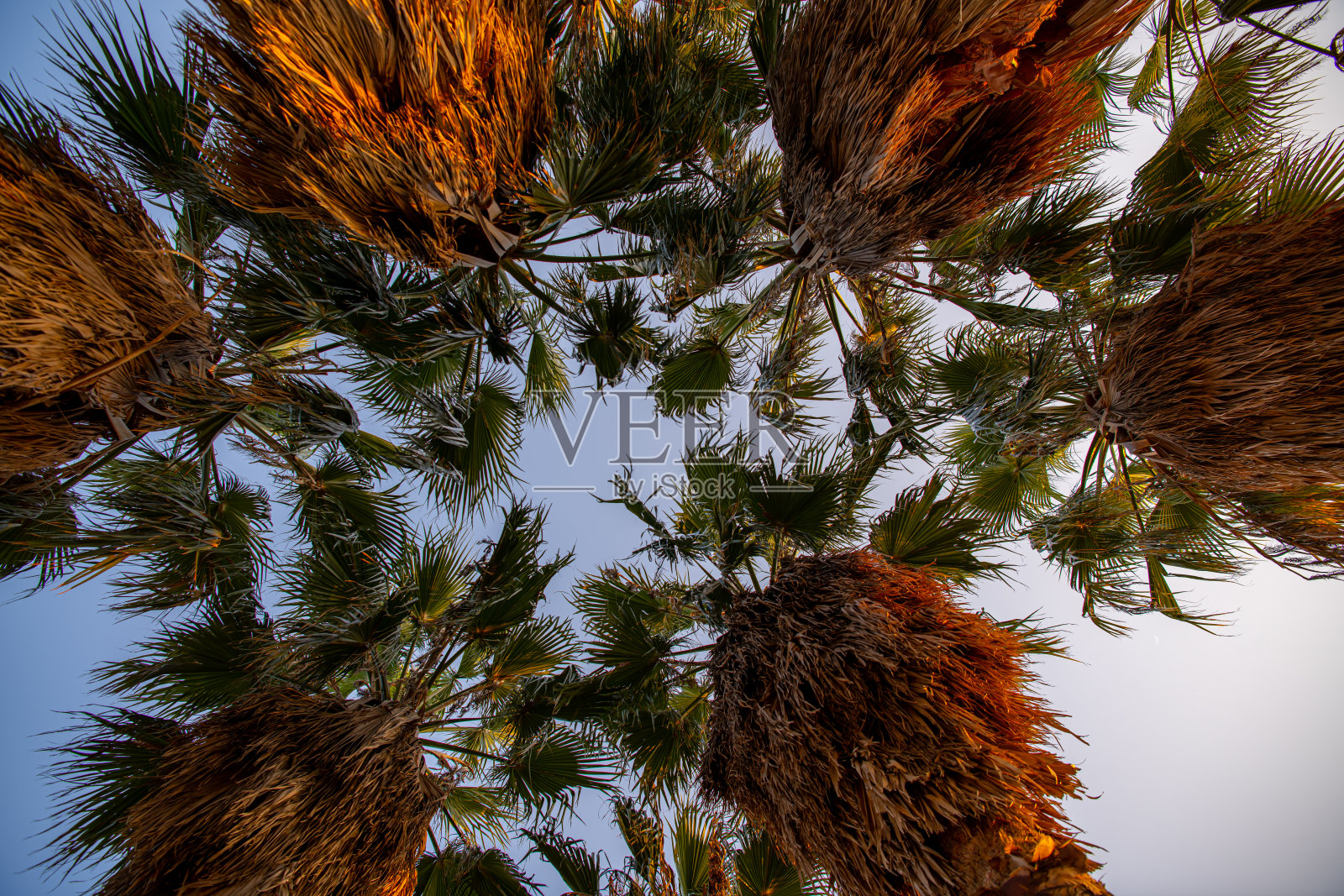 厦门周围的洛杉矶风格高大棕榈树,留白处可供文字使用照片摄影图片