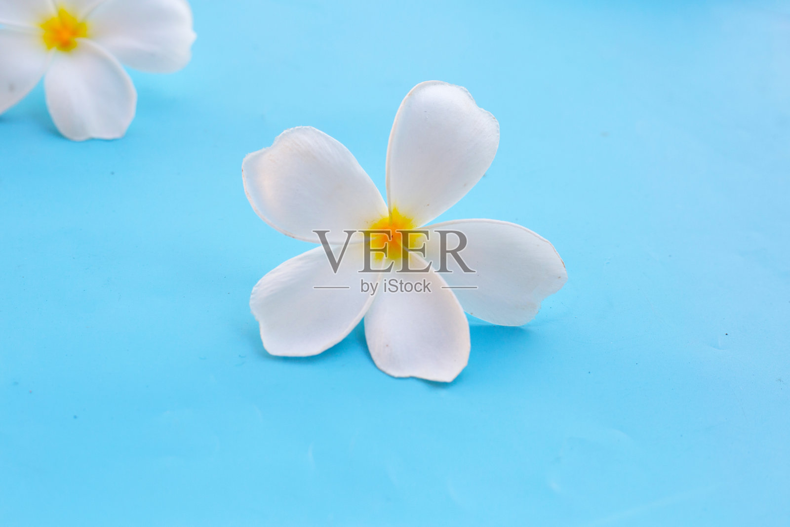 蓝色背景上的鸡蛋花或香水花。照片摄影图片