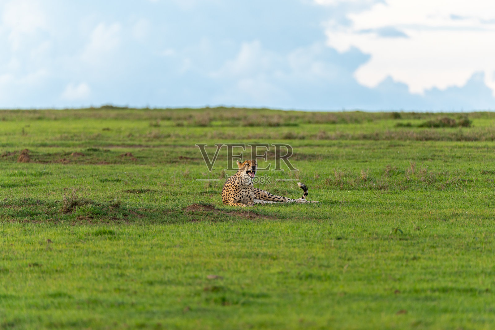 躺着的猎豹照片摄影图片