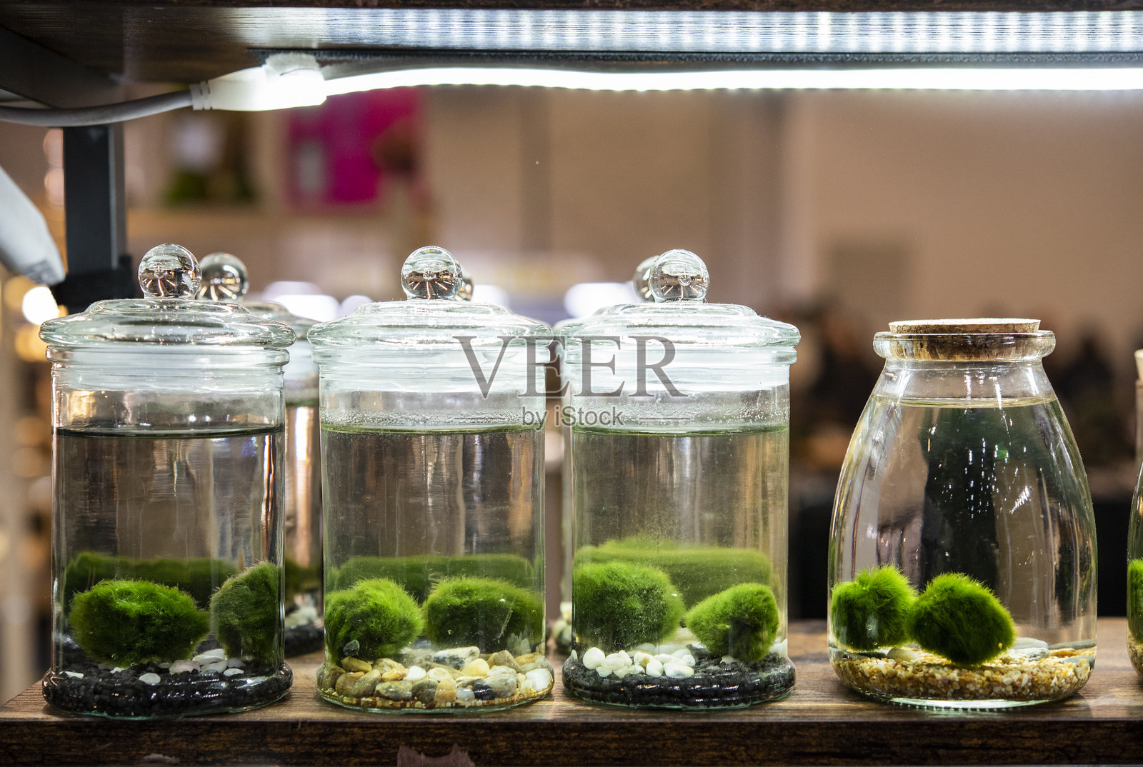 Marimo,也被称为苔藓球宠物,是一种罕见的Aegagropila linnaei生长形式。照片摄影图片