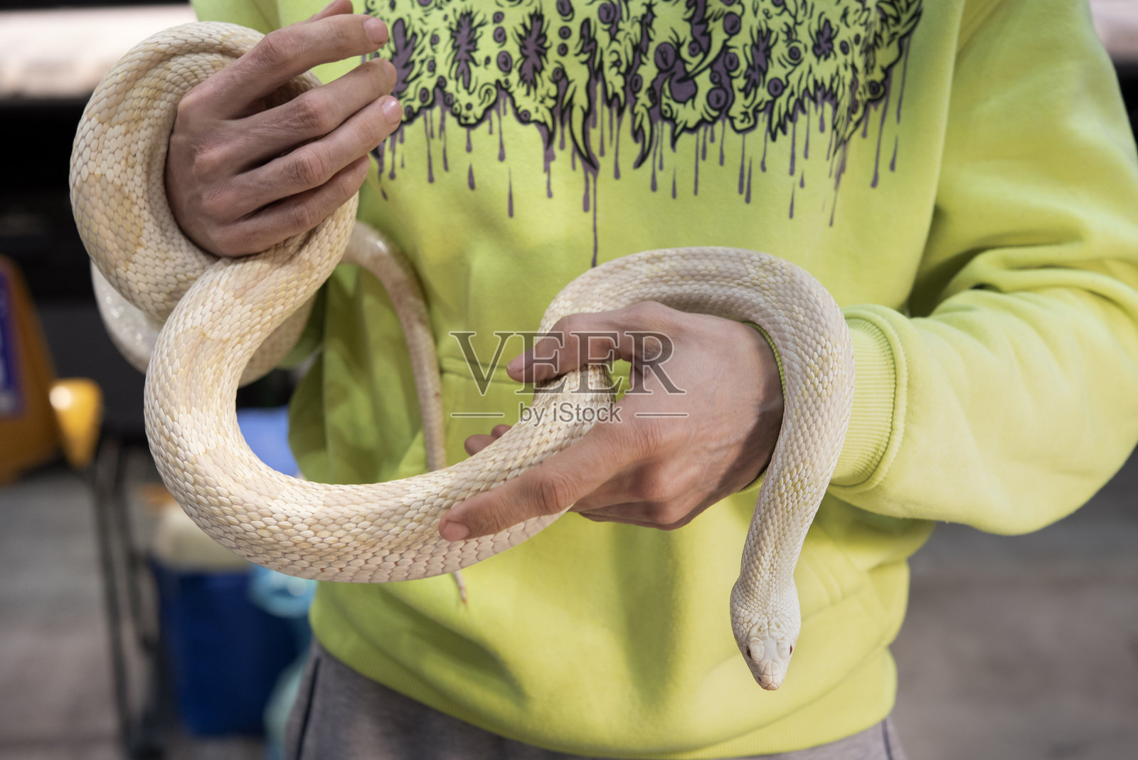 白化黑白松蛇(Pituophis melanoleucus albino)作为一种异域宠物越来越受欢迎。照片摄影图片