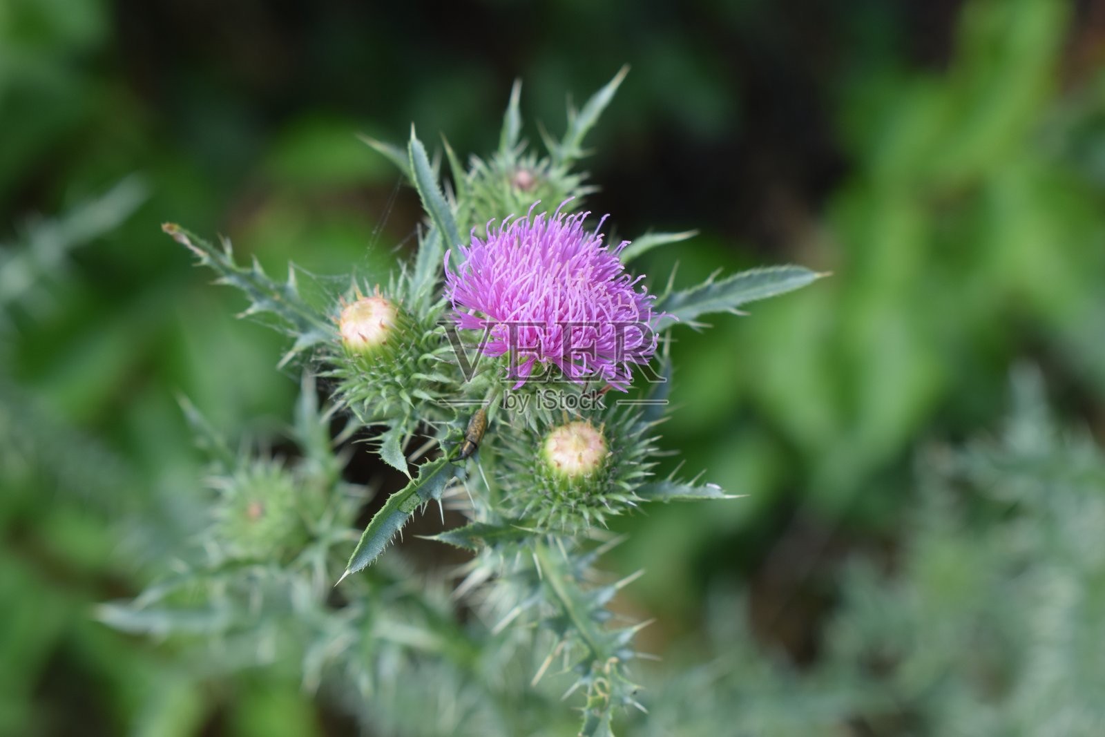 带刺的野生自然之美:一朵紫色花瓣的蓟花和尚未绽放的花蕾。照片摄影图片