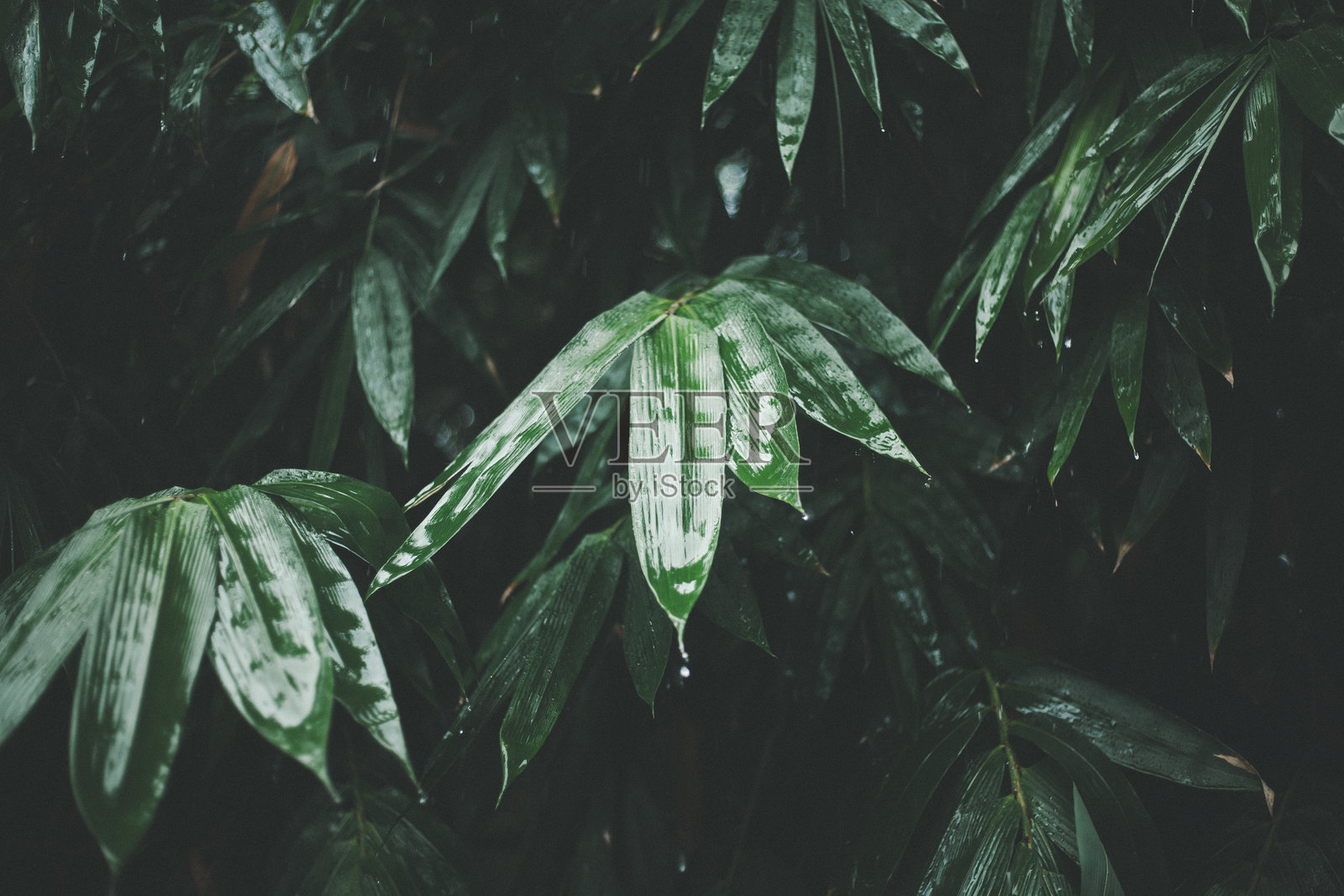 泰国自然照片摄影图片