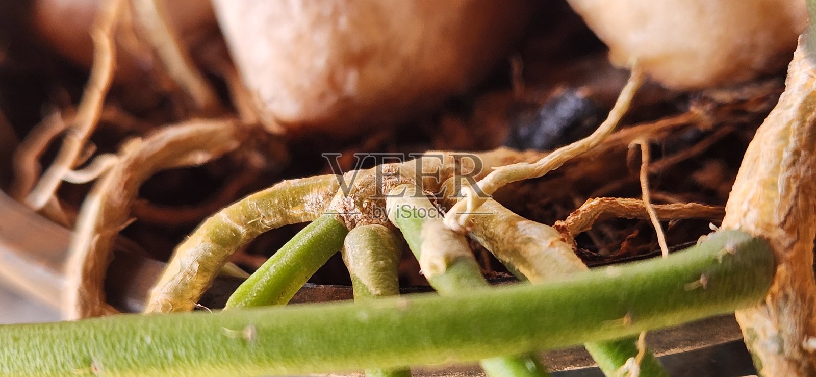 Rhipsalis teres的根部具有适应性和隐蔽的结构,适合附着在热带表面。尽管较小,但它能确保在阴暗环境中的稳定生长。照片摄影图片