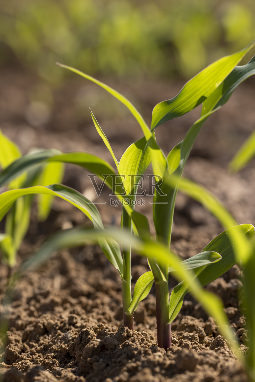 一片单一文化的田地,肥沃的土壤中长出新鲜的玉米苗,施用了肥料。照片摄影图片