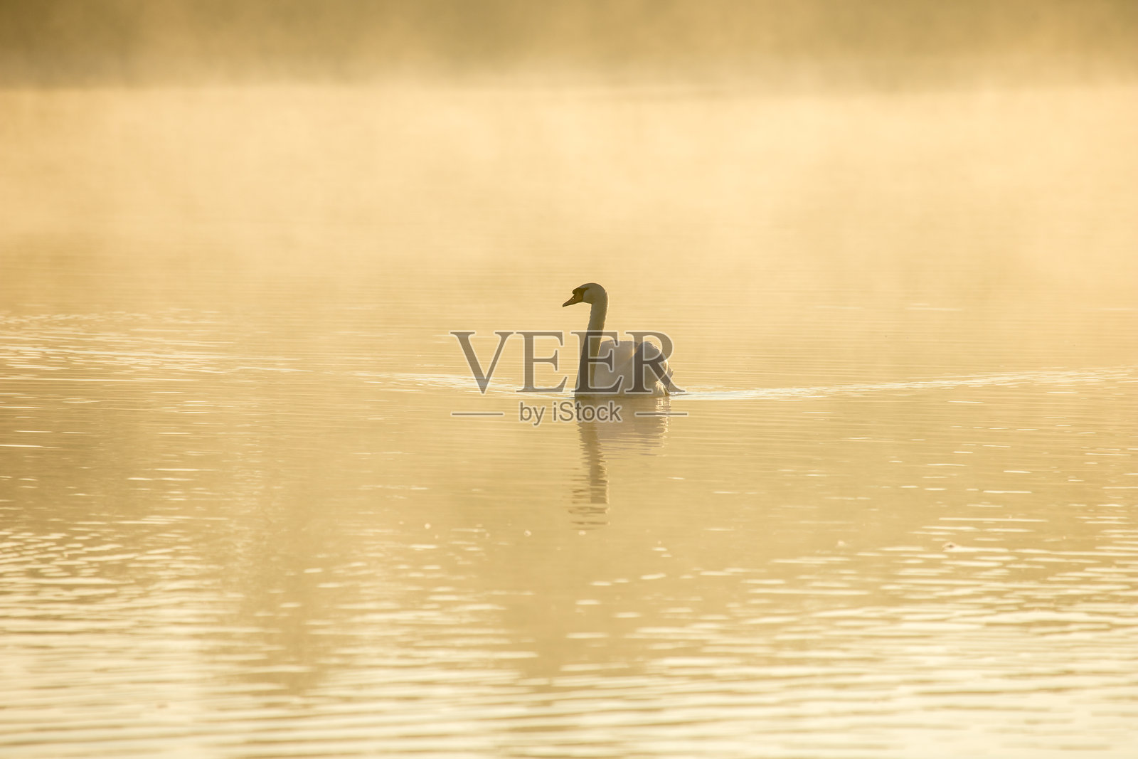 丹麦北欧的湖面上,清晨日出时分,一只静默的天鹅(疣鼻天鹅)在雾中游弋。照片摄影图片