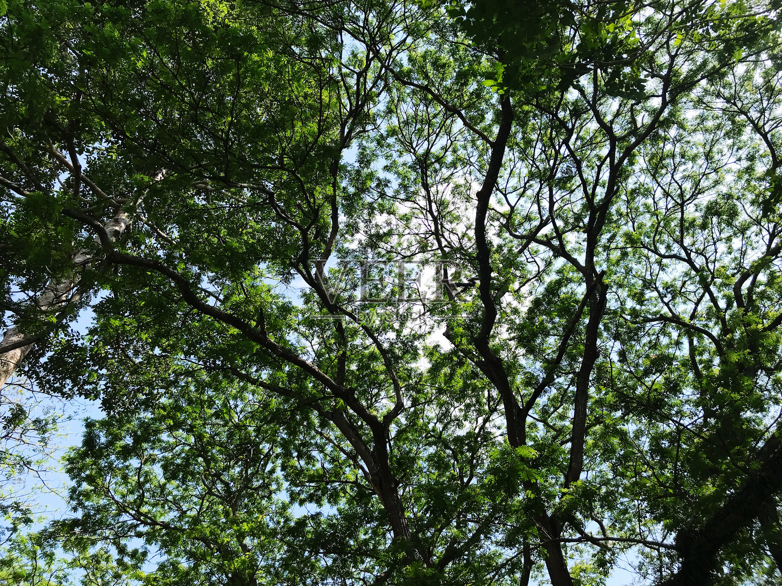 绿色的叶子和蓝天白云,自然背景,留白空间照片摄影图片