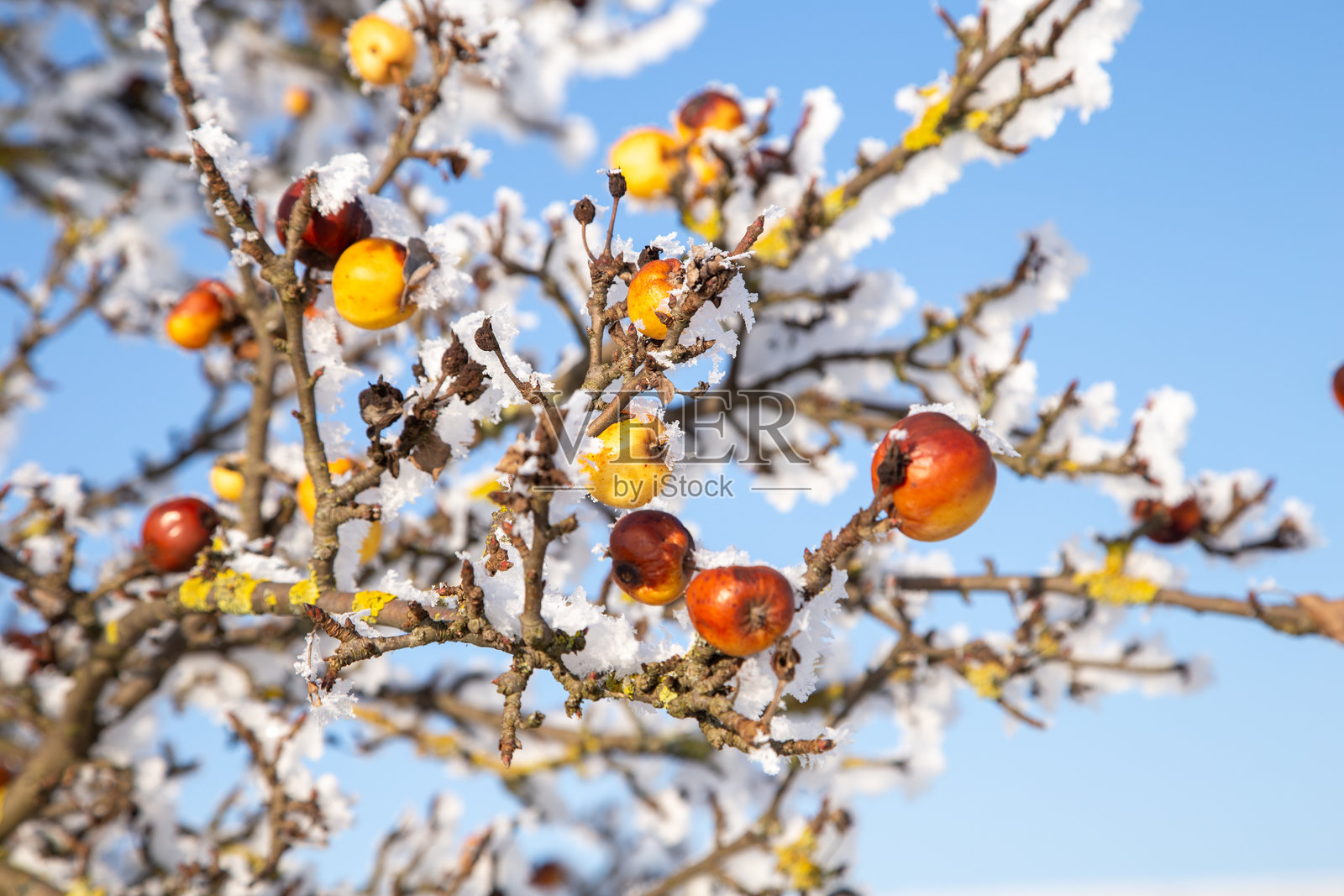 冬季苹果树上的冰冻苹果照片摄影图片