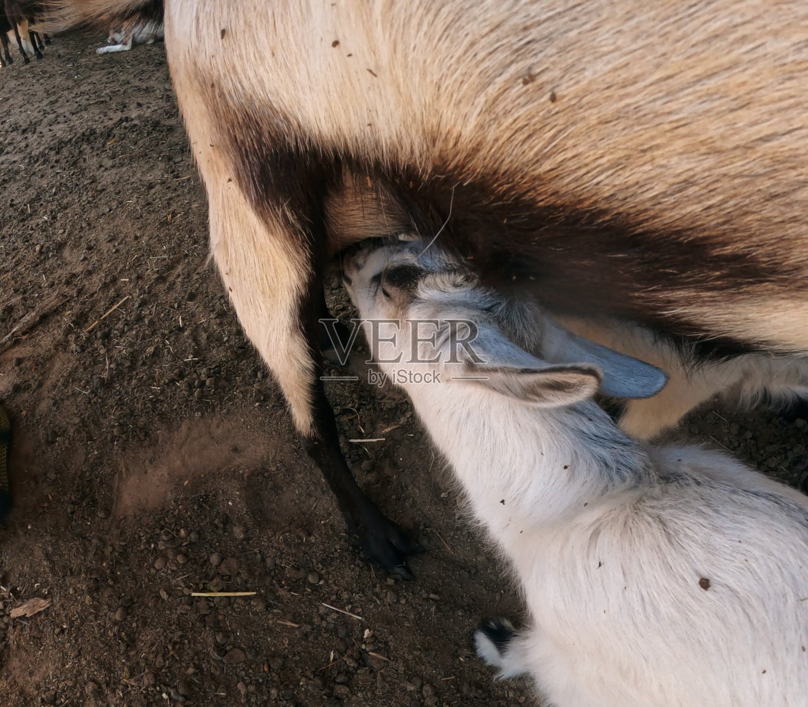 喂羊时间照片摄影图片